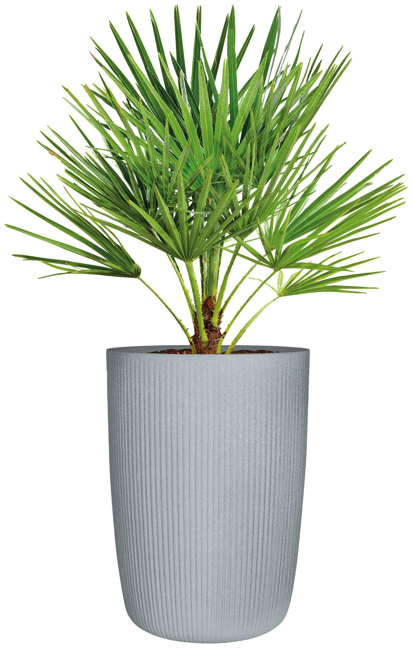 Scheurich Blumentopf 54/260 linetto high günstig online kaufen