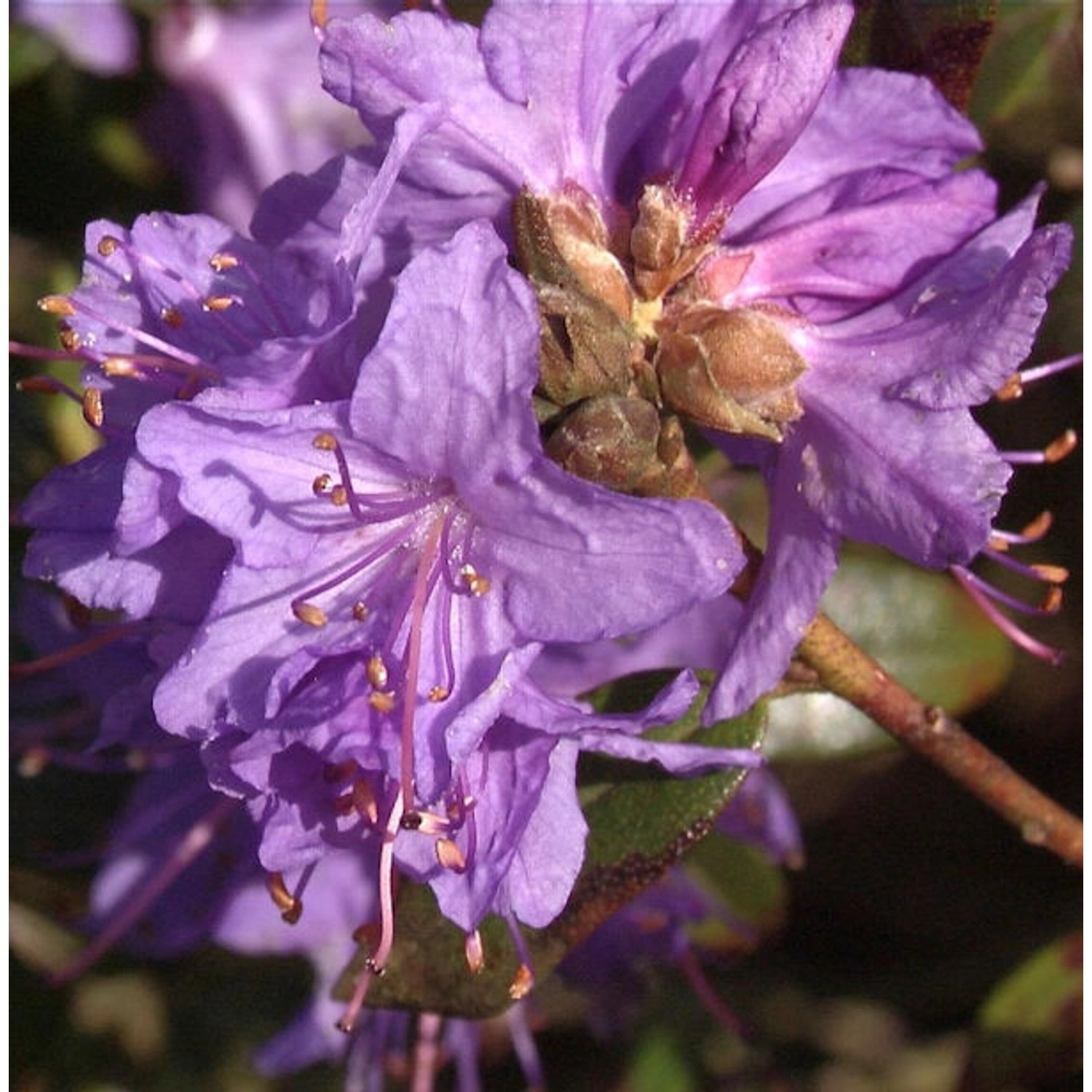 Kriech und Zwerg Rhododendron 20-25cm - Rhododendron radistrotum günstig online kaufen