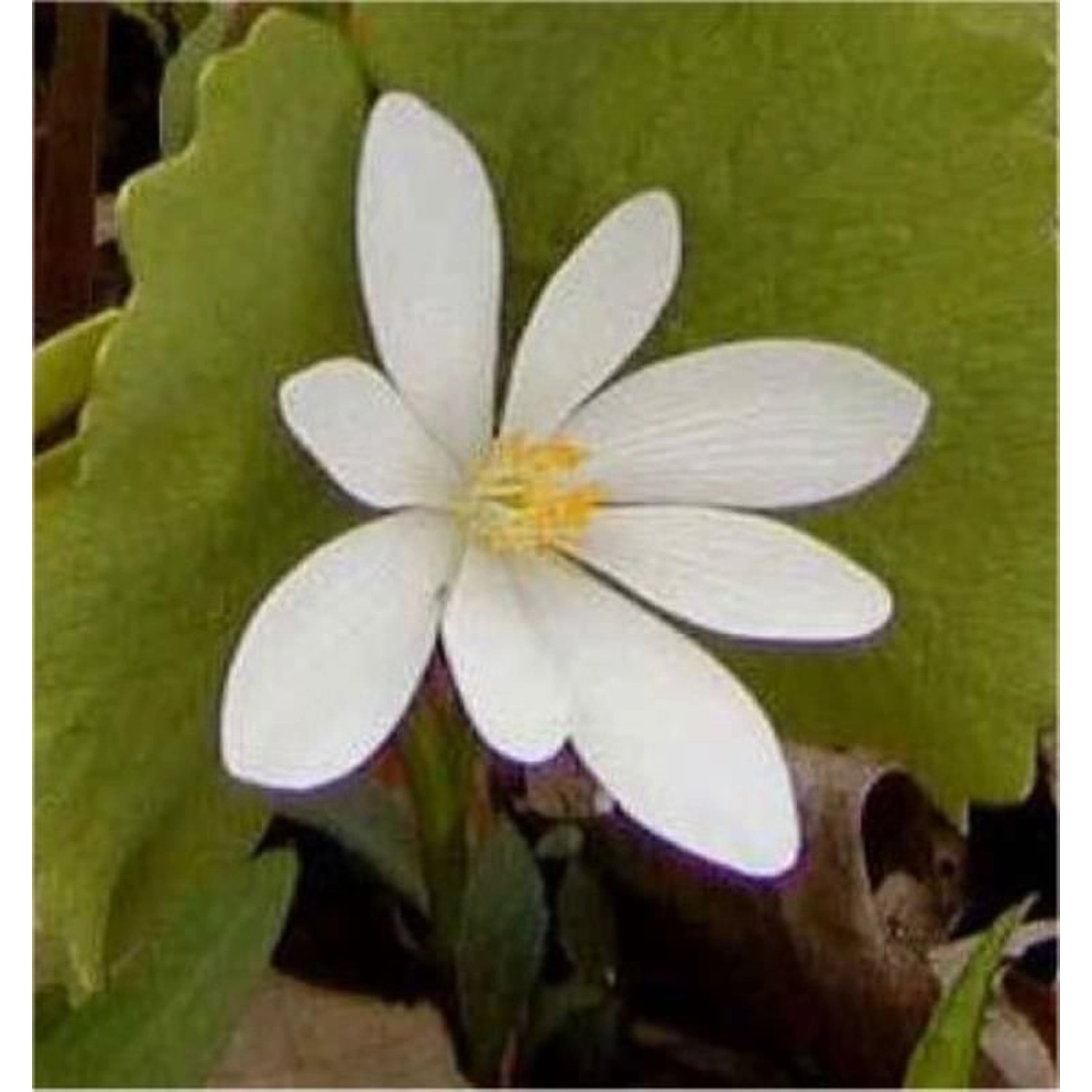 Kanadischer Blutwurz - Sanguinaria canadensis günstig online kaufen