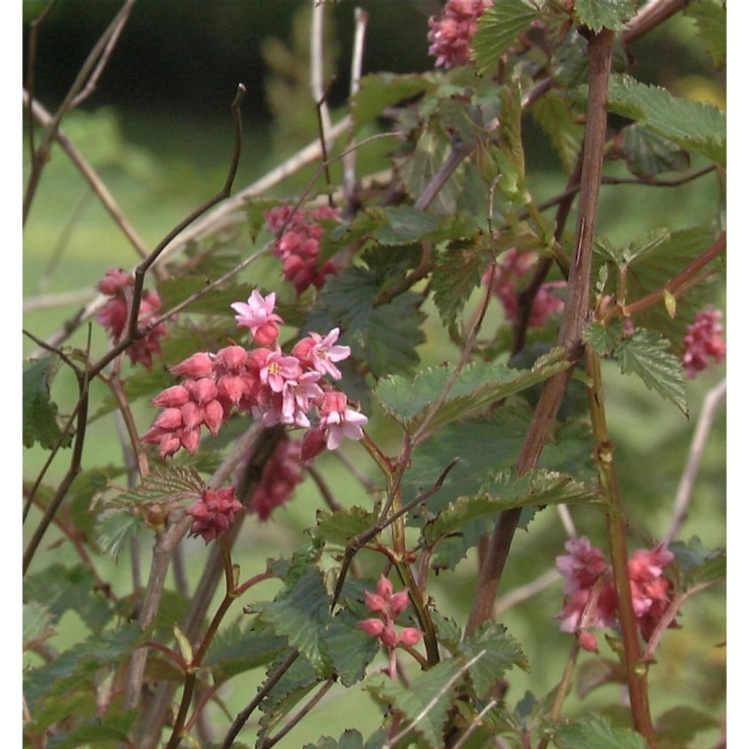 Traubenspiere 60-80cm - Neillia affinis günstig online kaufen