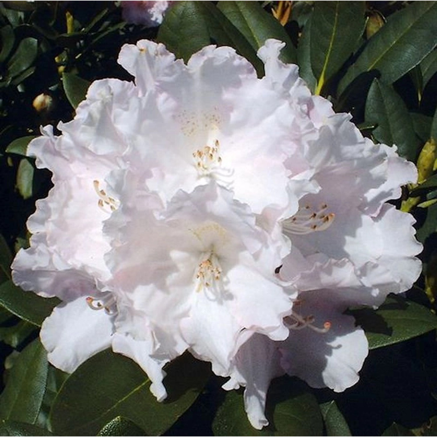 Rhododendron Silberwolke 25-30cm - Alpenrose günstig online kaufen