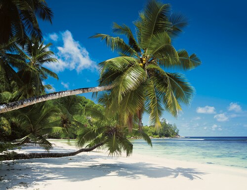 Komar Fototapete »Coconut Bay - Größe 368 x 254 cm«, bedruckt, Wohnzimmer, günstig online kaufen