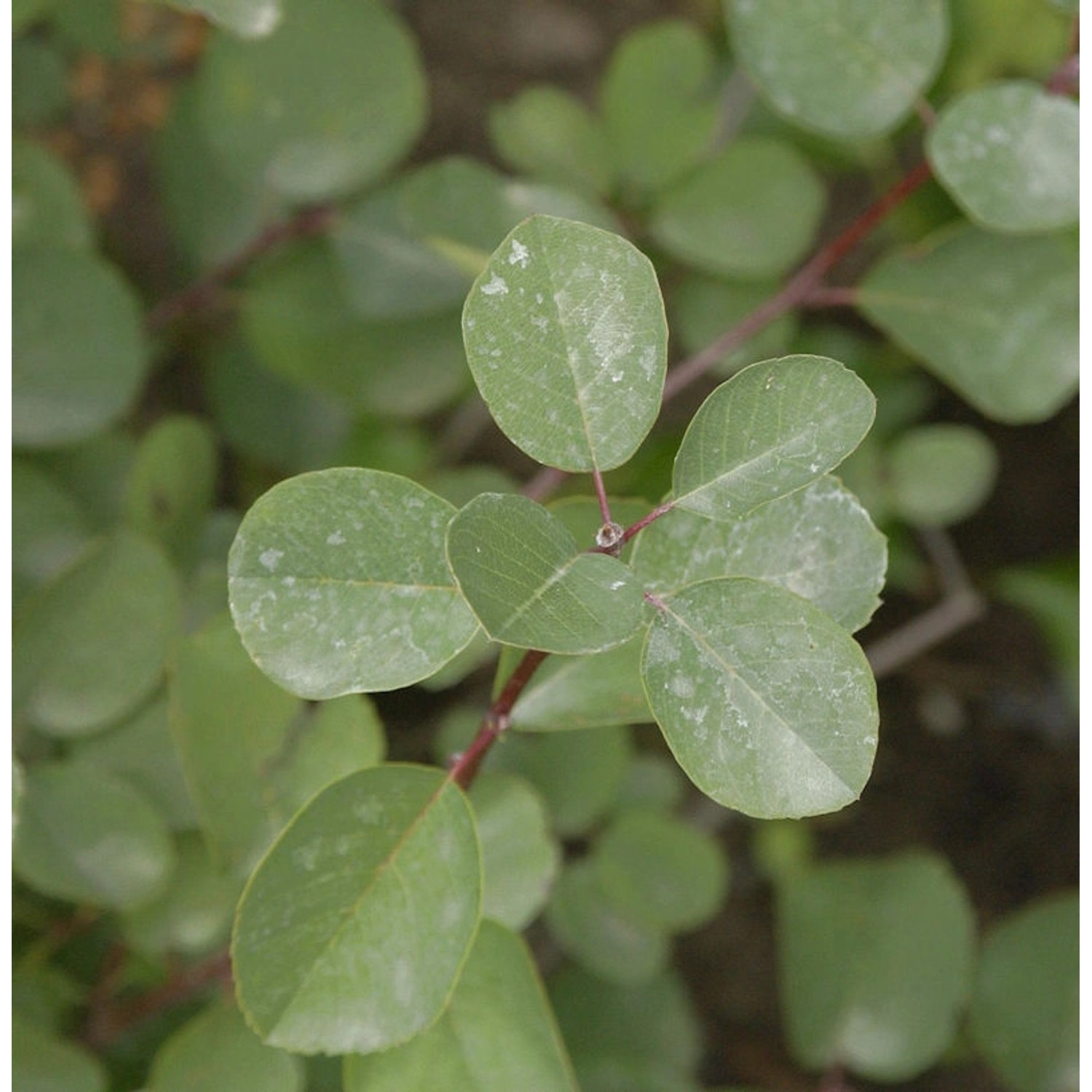 Felsenbirne Helvetica 60-80cm - Amelanchier rotundifolia günstig online kaufen