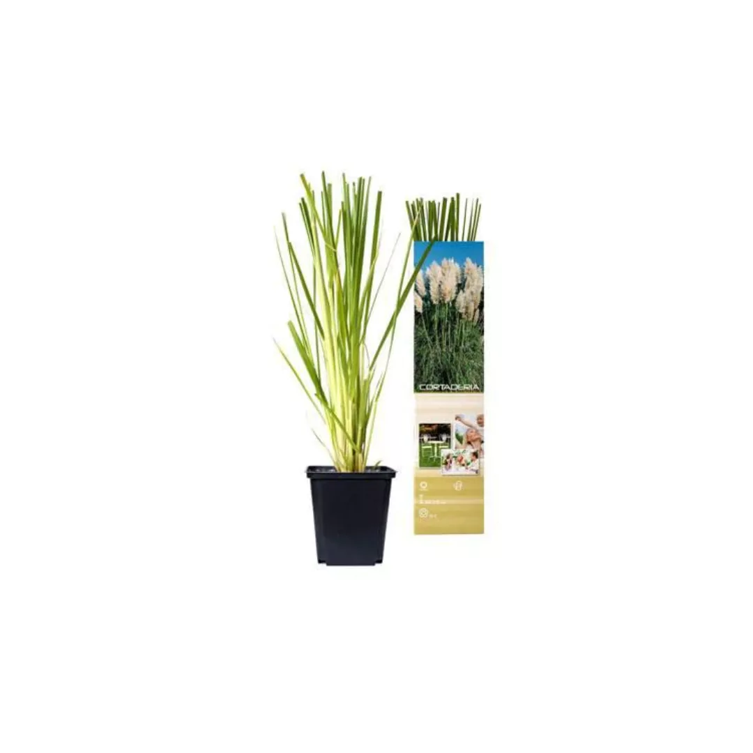 OH2 | Set mit 6 Pampasgraspflanzen Cortaderia günstig online kaufen