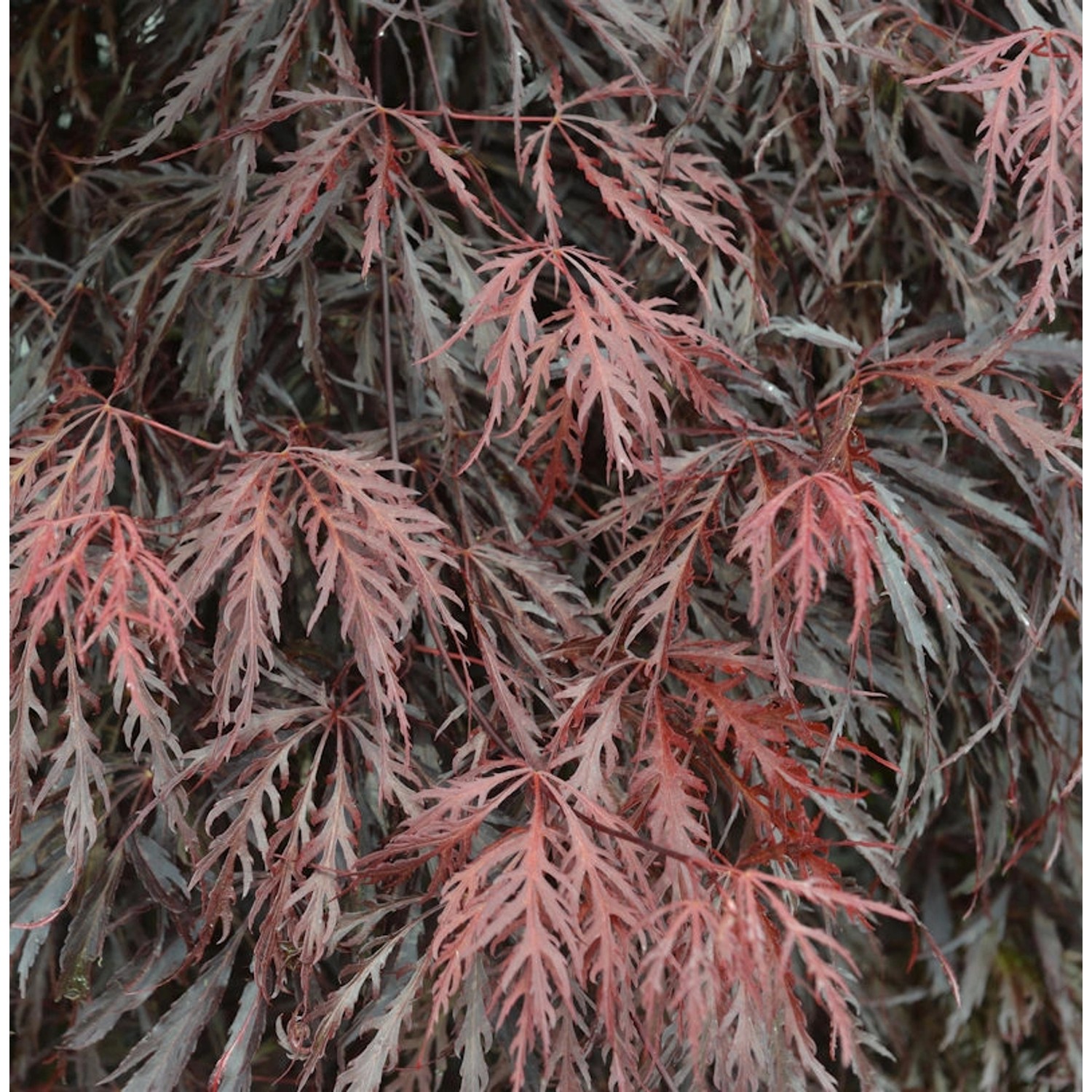 Japanischer Ahorn Tamueyama 80-100cm - Acer palmatum günstig online kaufen