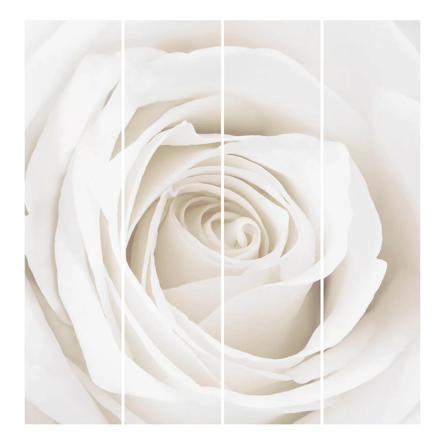 Schiebegardinen Set Blumen Pretty White Rose günstig online kaufen