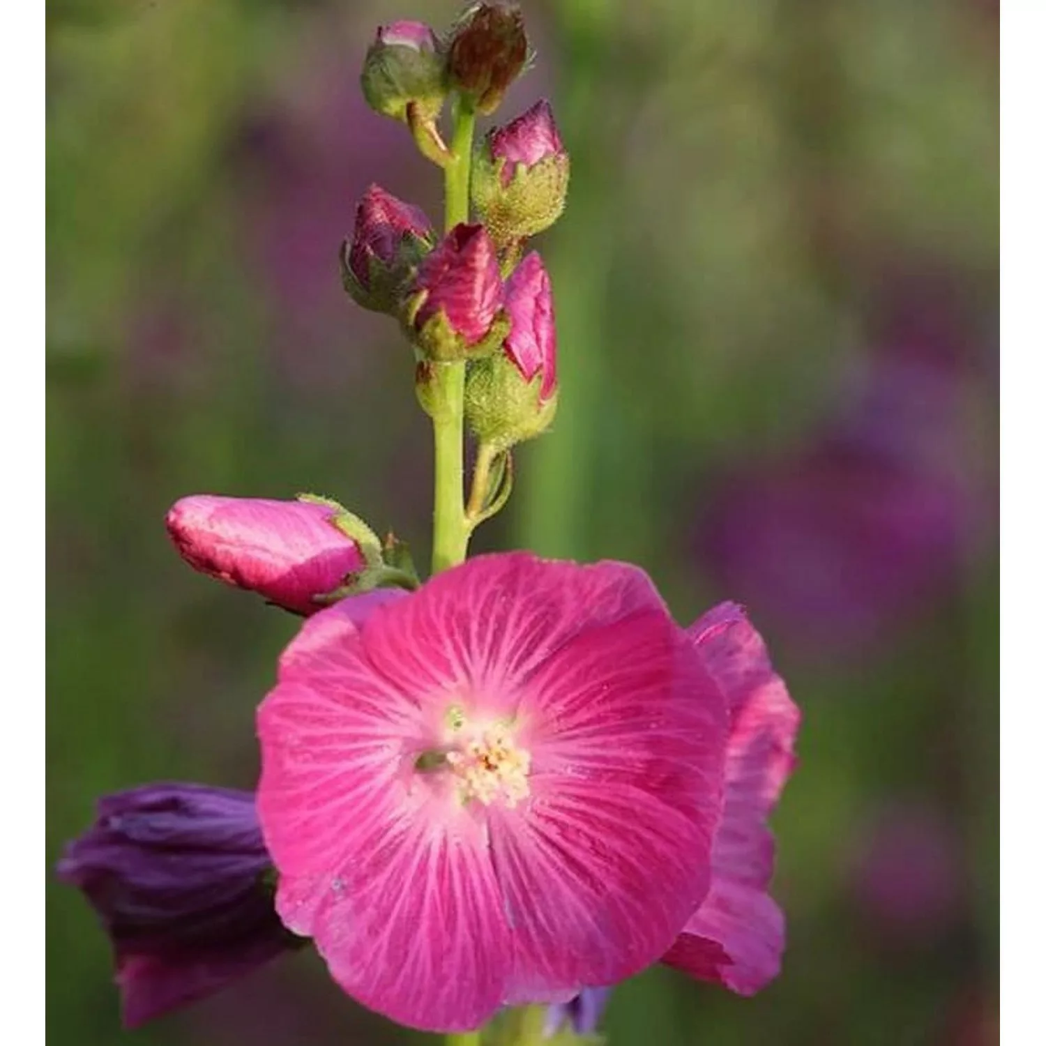 Prärie Malve Starks Hybrids - Sidalcea oregana günstig online kaufen