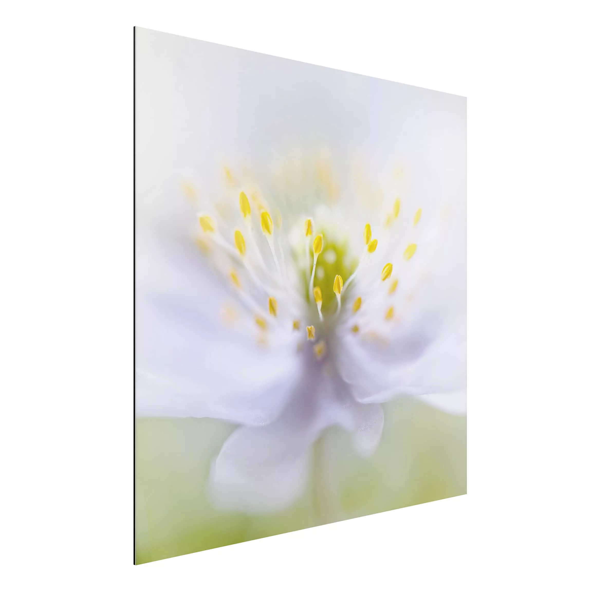 Alu-Dibond Bild Blumen - Quadrat Anemonen Schönheit günstig online kaufen