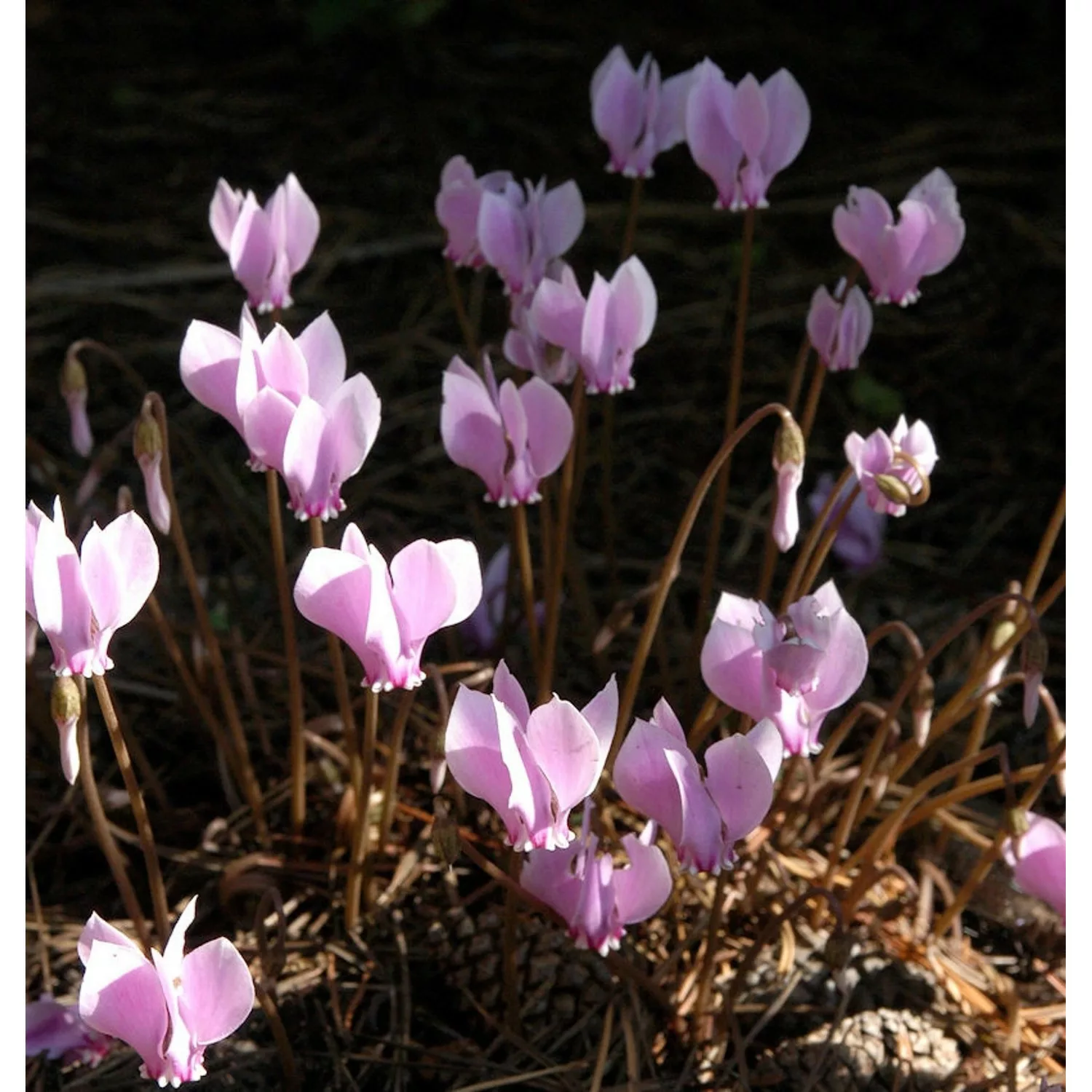 Herbst Alpenveilchen - Cyclamen hederifolium günstig online kaufen