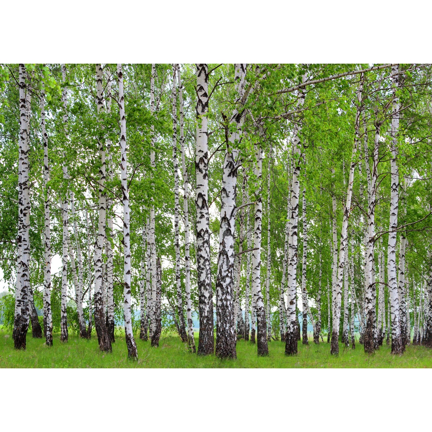 Sanders & Sanders Fototapete Bewaldete Landschaft Grün 360 x 254 cm 600384 günstig online kaufen