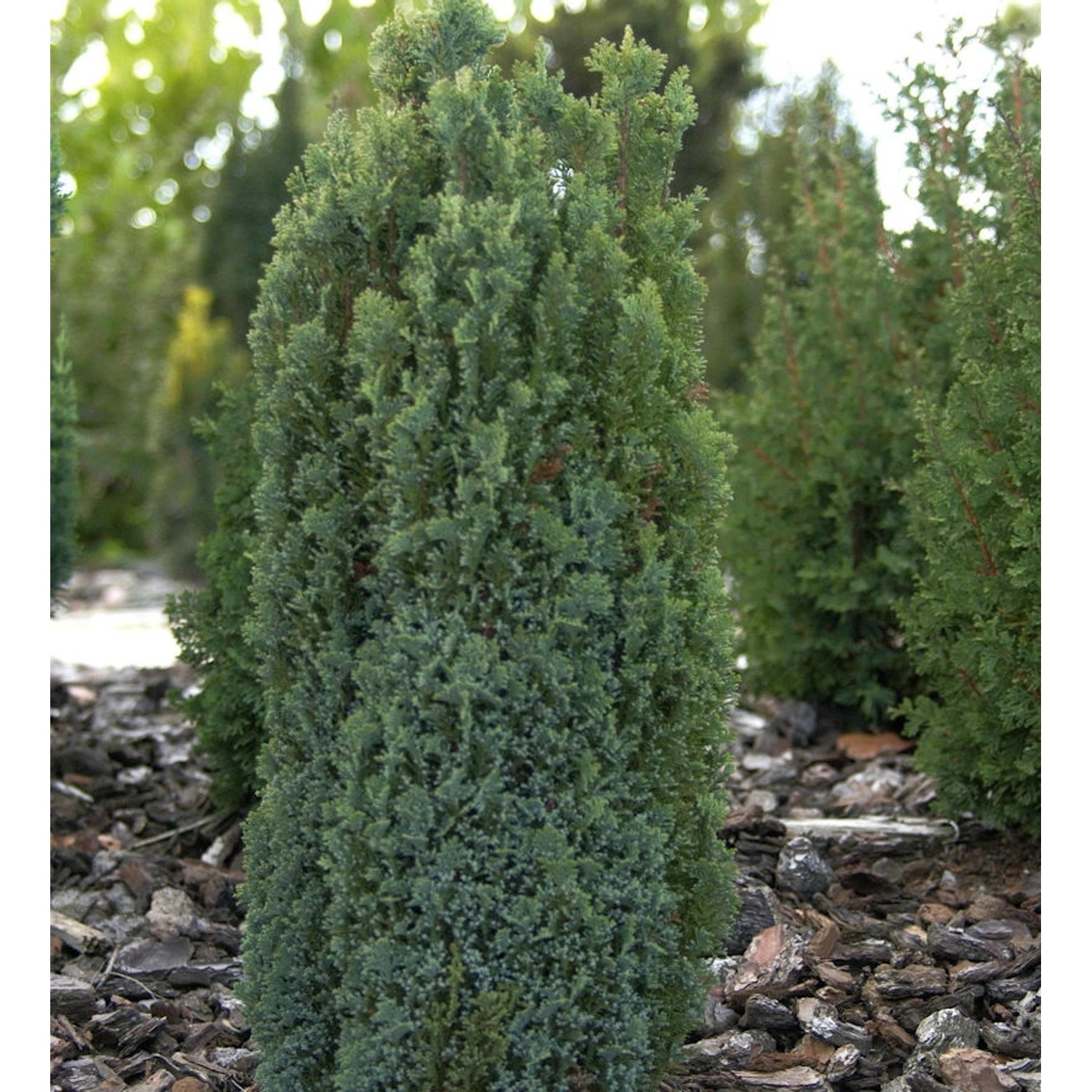 Säulen Scheinzypresse Ellwoodiis Pillar 30-40cm - Chamaecyparis lawsoniana günstig online kaufen