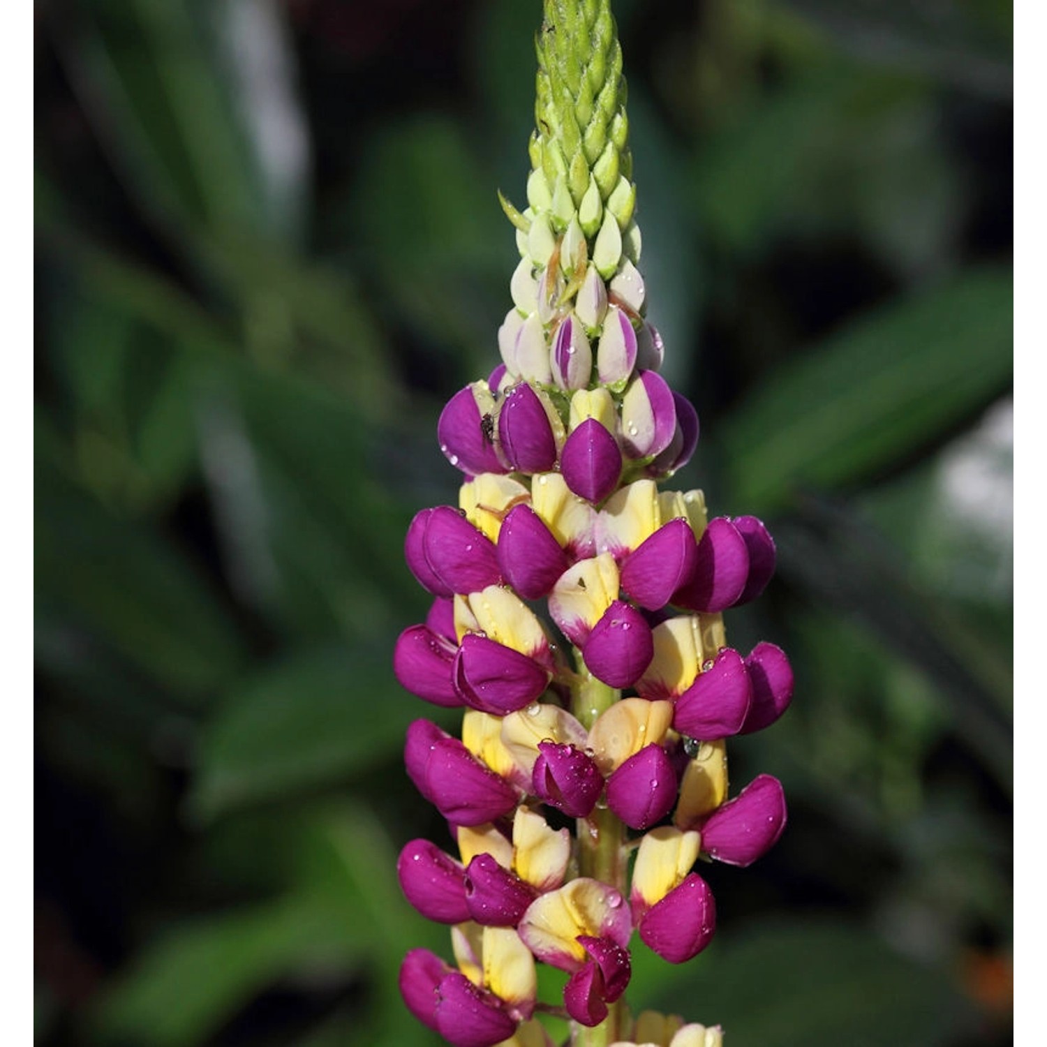 Gartenlupinie Manhattan Lights - Lupinus polyphyllus günstig online kaufen