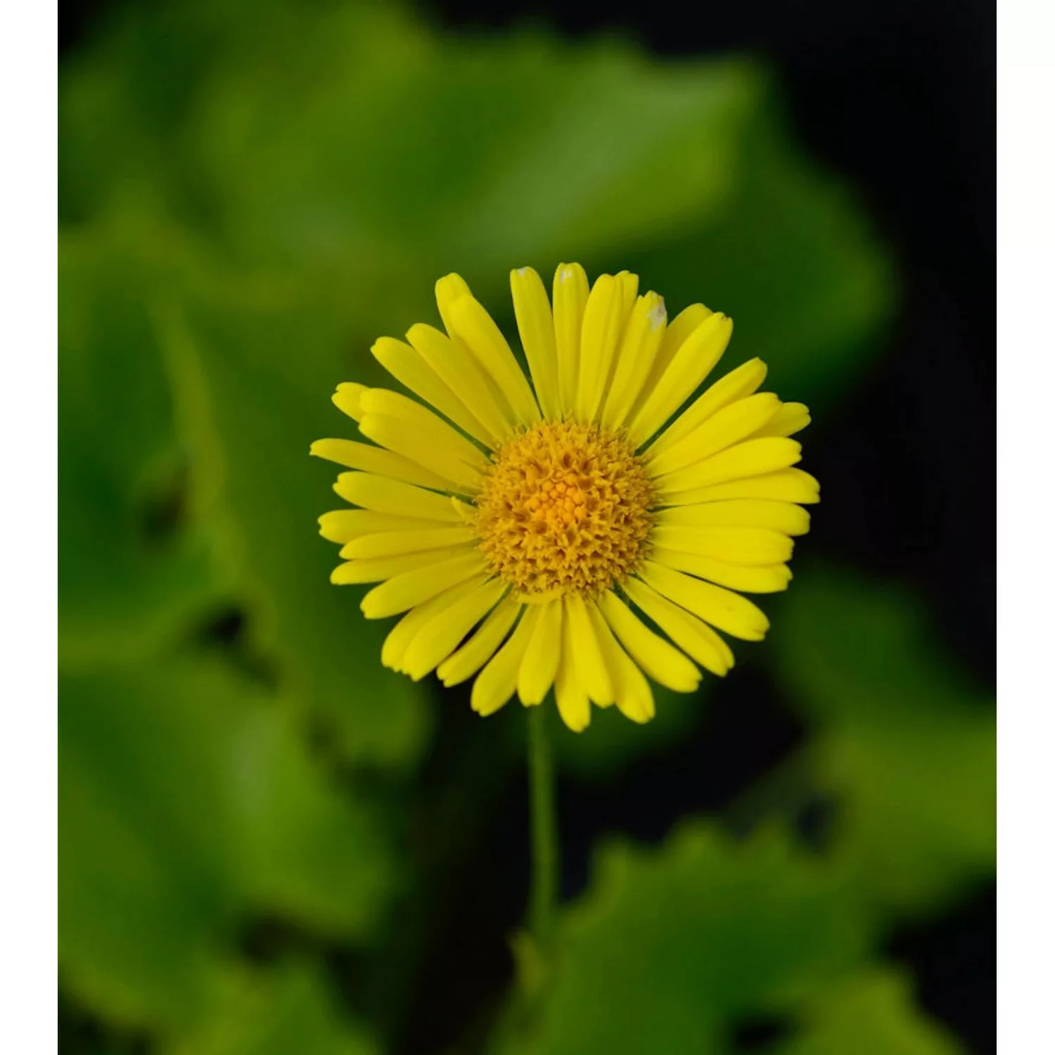 Gemswurz Little Leo - Doronicum orientale günstig online kaufen