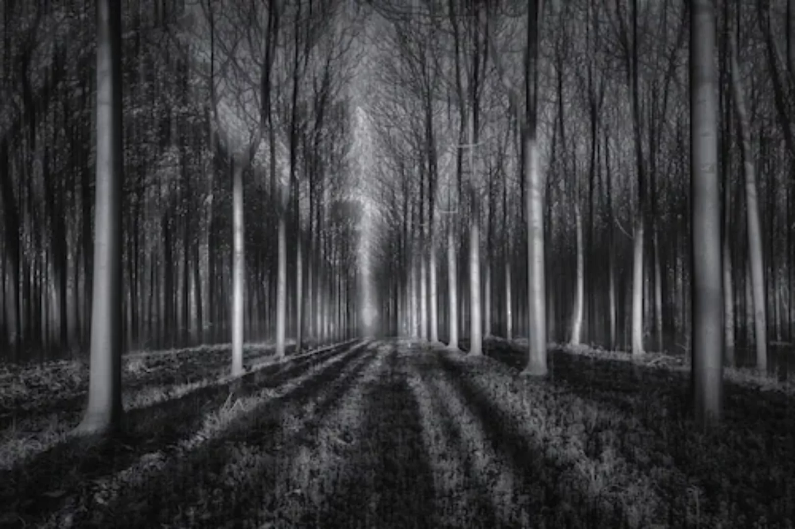 Papermoon Fototapete »Photo-Art JINGSHU ZHU, IN DEN WALD« günstig online kaufen