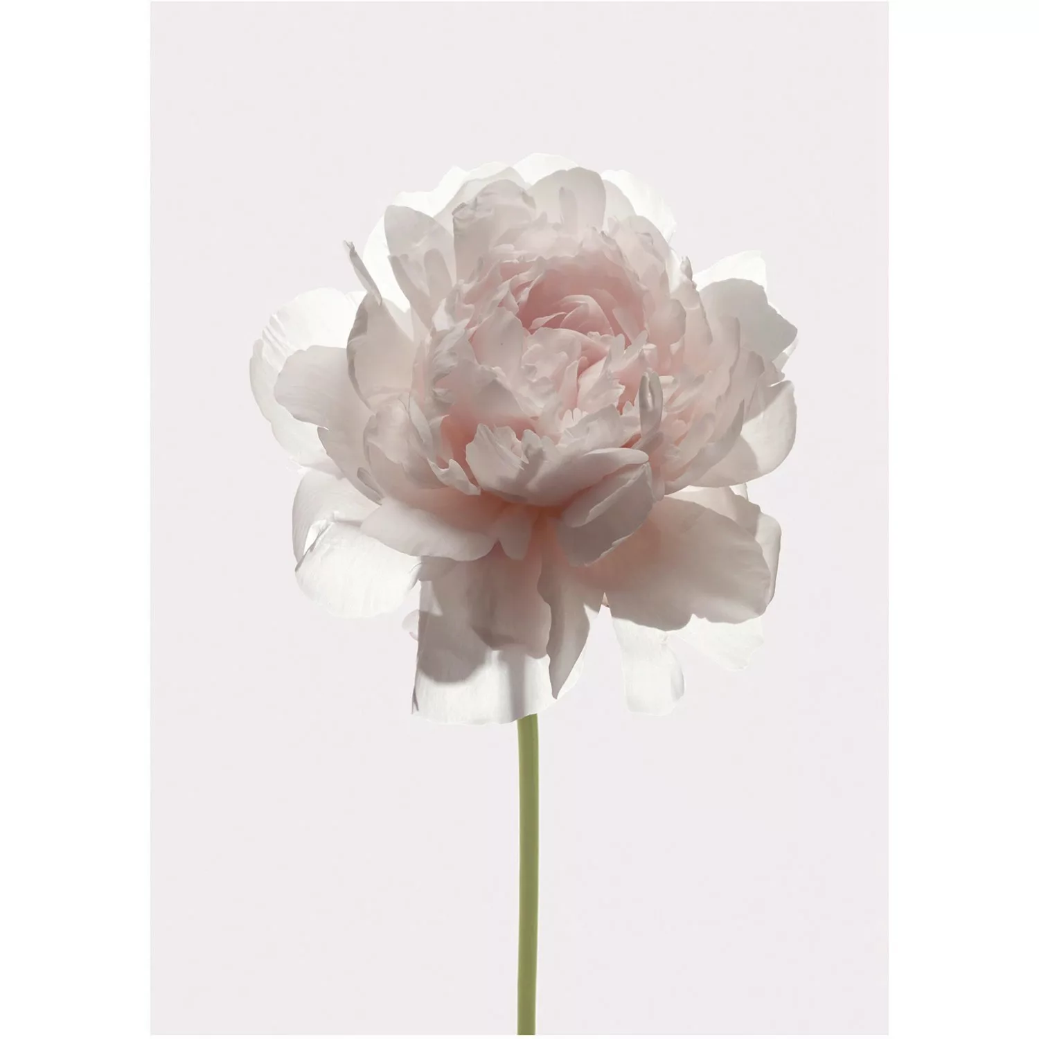 Komar Wandbild Rose 30 x 40 cm günstig online kaufen