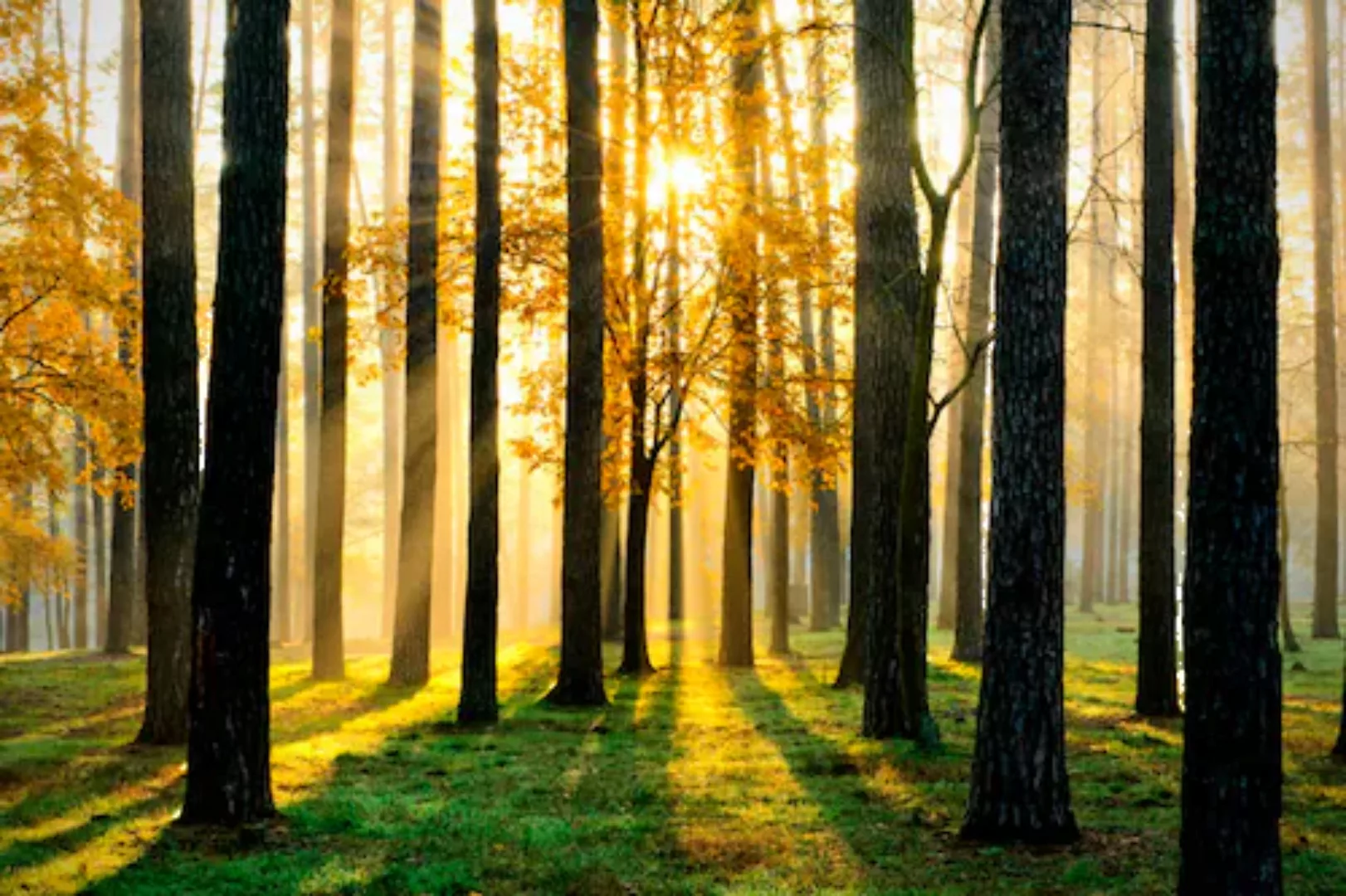 Papermoon Fototapete »Sunny Forest«, matt günstig online kaufen