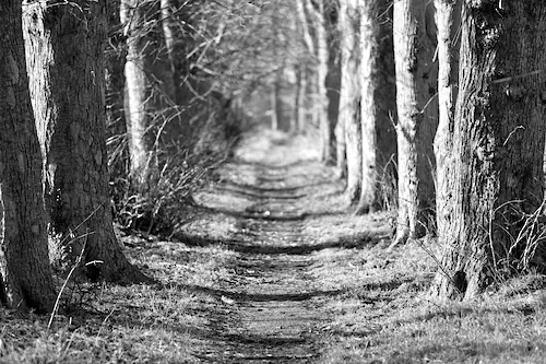 Papermoon Fototapete »Waldweg Schwarz & Weiß« günstig online kaufen