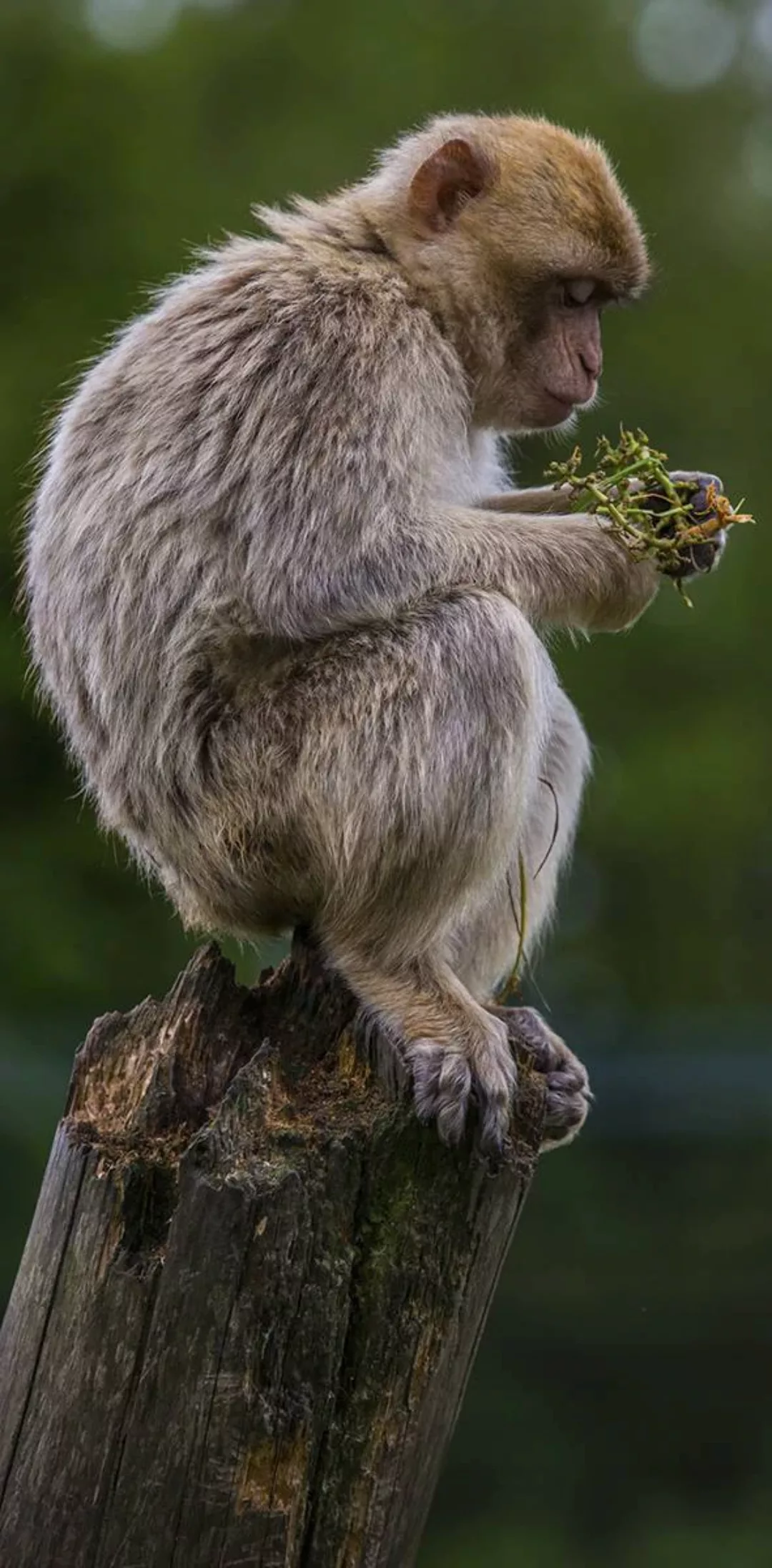 Wandkraft | Wanddekoration Wildlife Affe günstig online kaufen