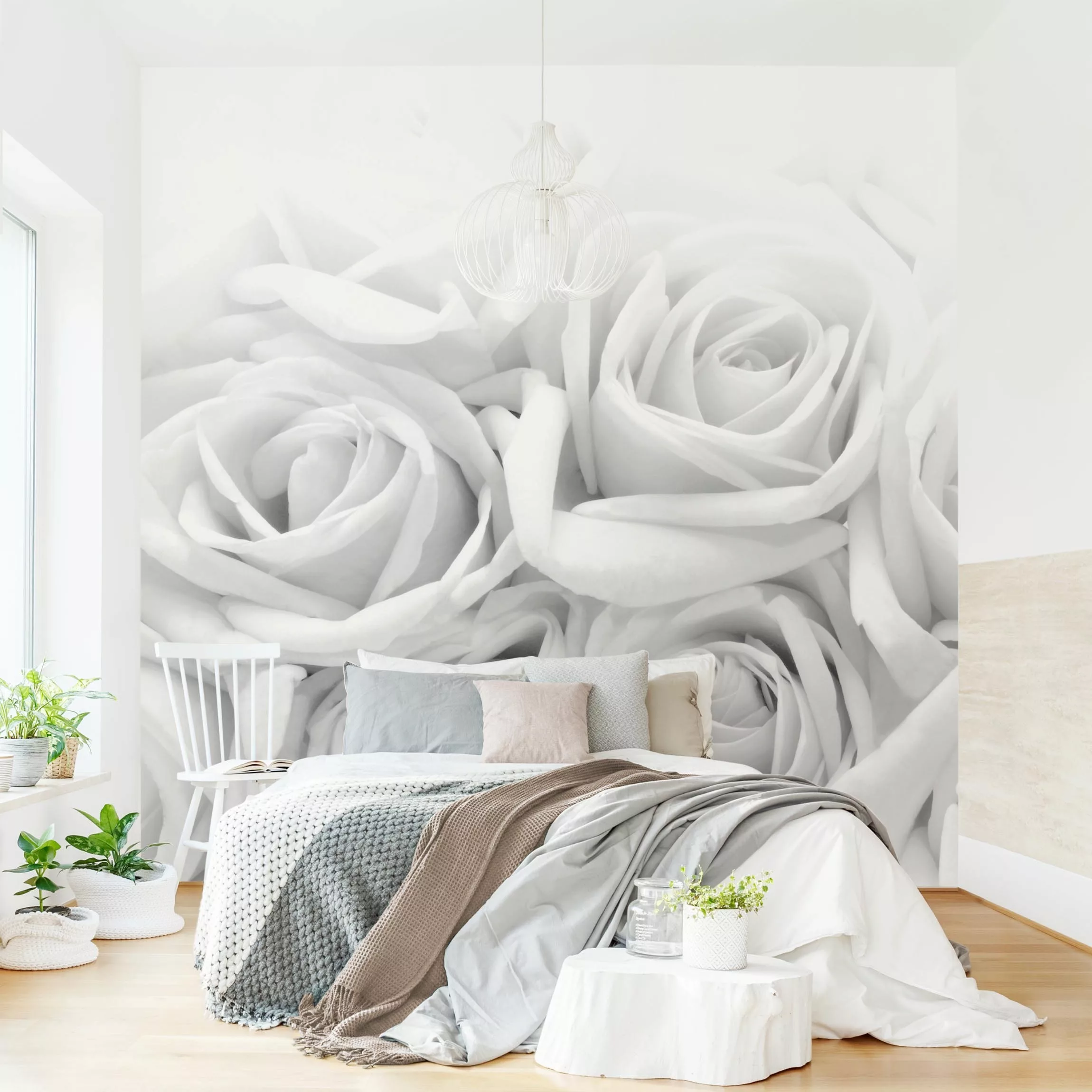 Fototapete Weiße Rosen Schwarz-Weiß günstig online kaufen