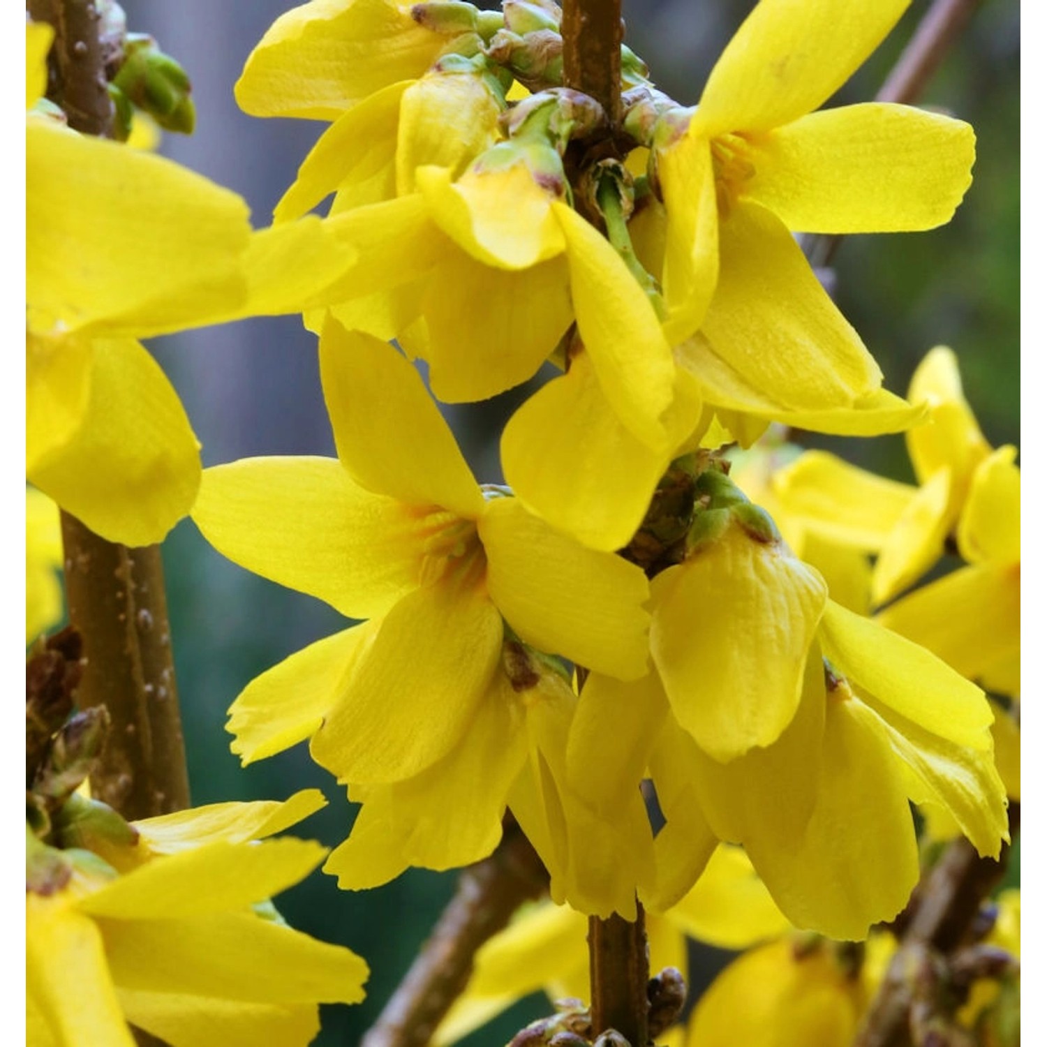 Forsythie Goldrausch 60-80cm - Forsythia Goldrausch günstig online kaufen