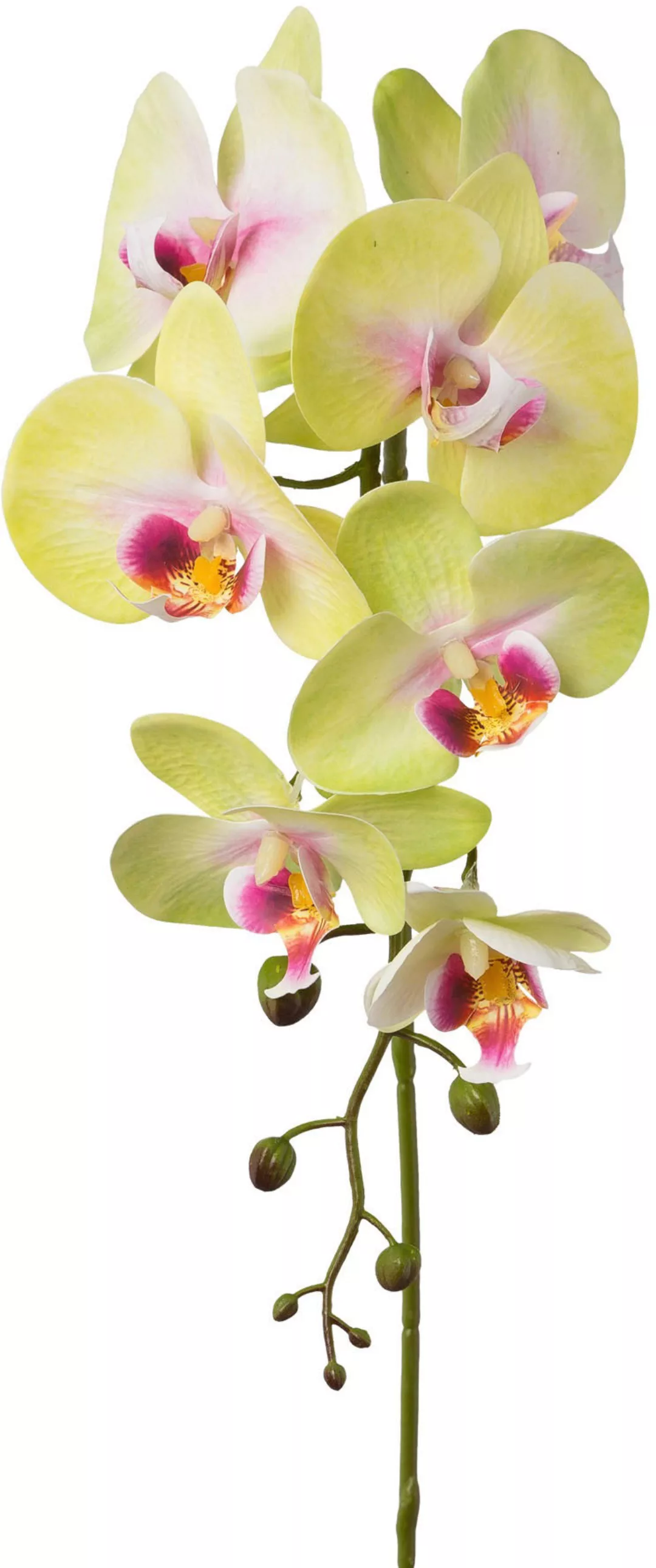 Creativ green Kunstblume "Orchidee Phalaenopsis" günstig online kaufen