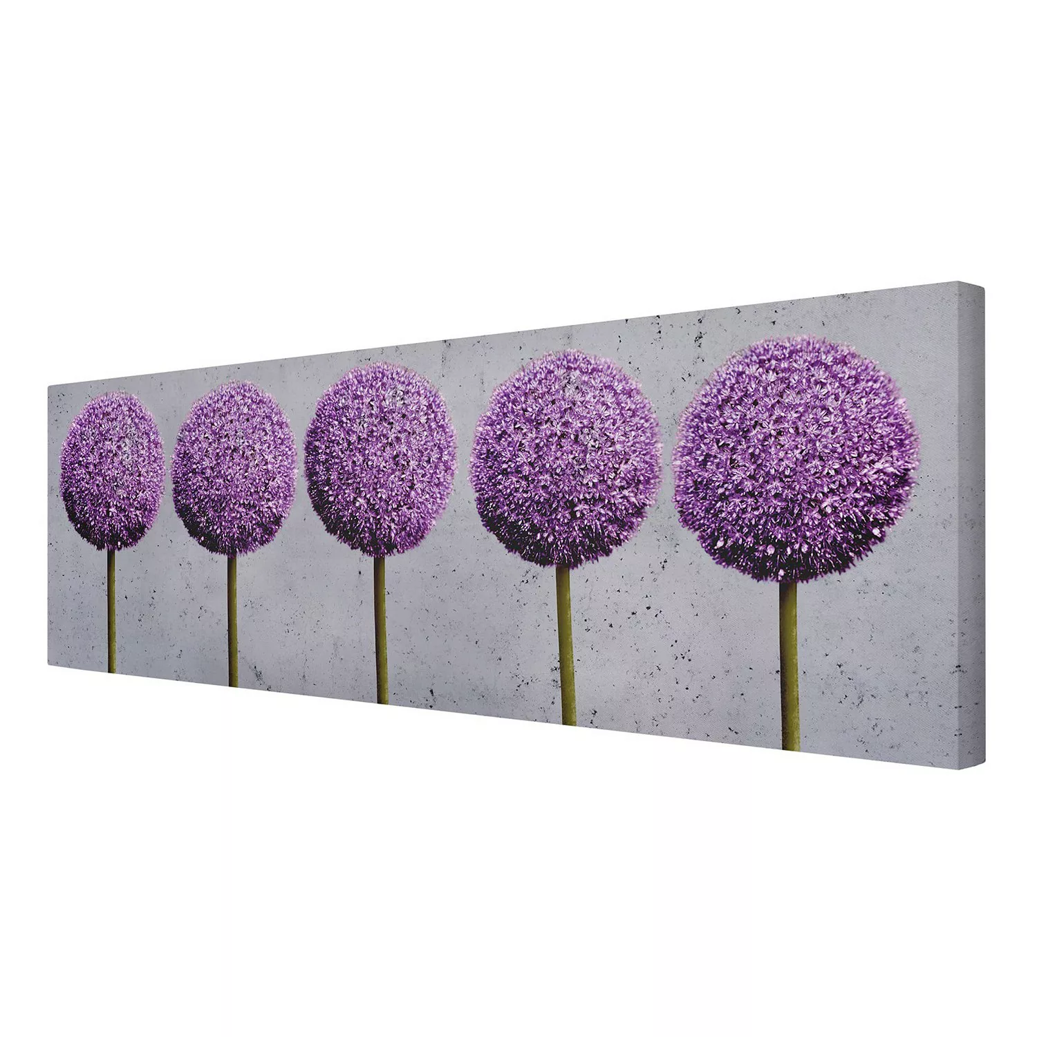 home24 Leinwandbild Allium Kugel Blüten II günstig online kaufen