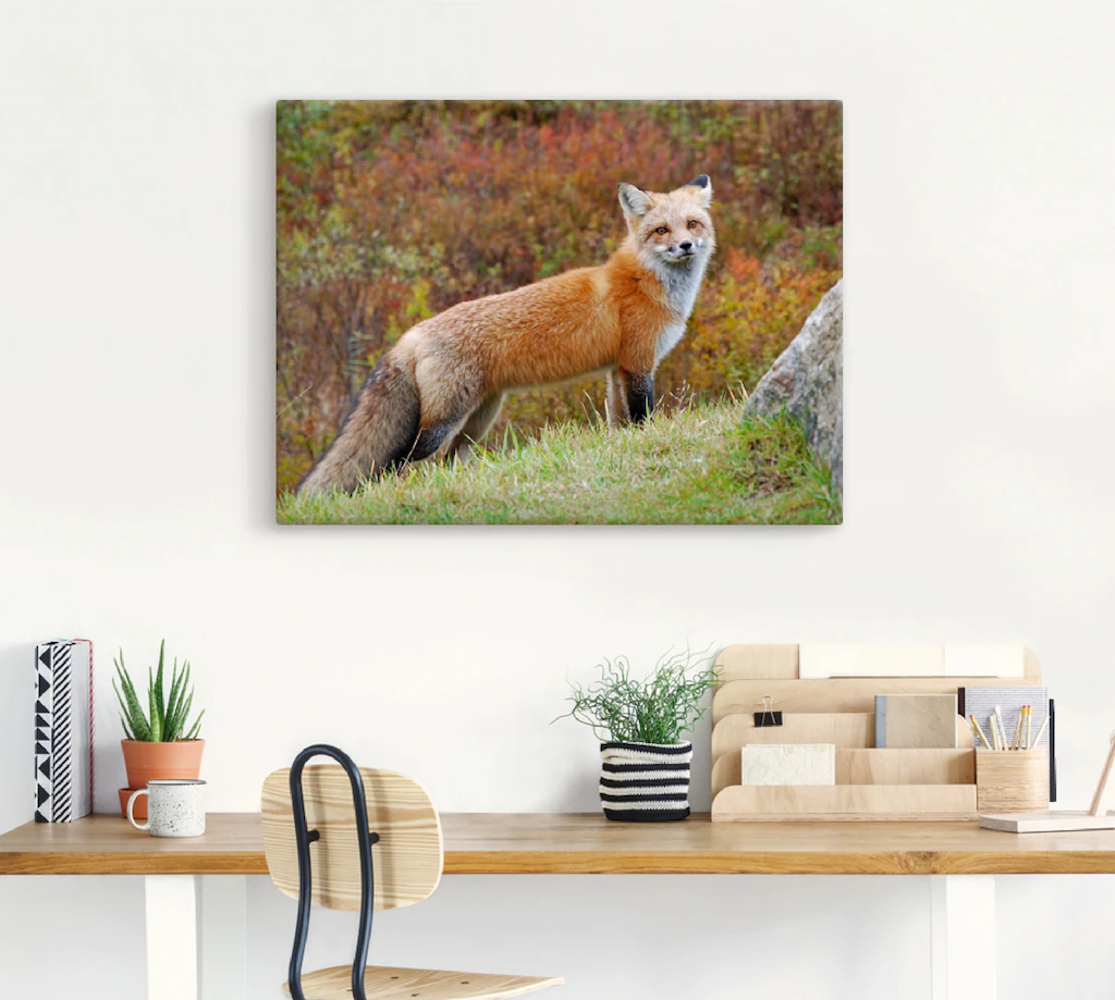 Artland Wandbild "Fuchs I", Wildtiere, (1 St.), als Leinwandbild, Poster in günstig online kaufen