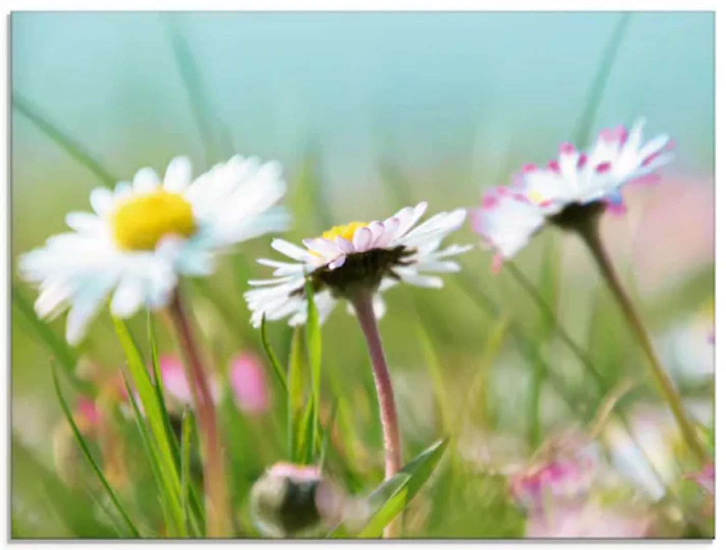 Artland Glasbild "Gänseblümchen Romantik", Blumen, (1 St.), in verschiedene günstig online kaufen