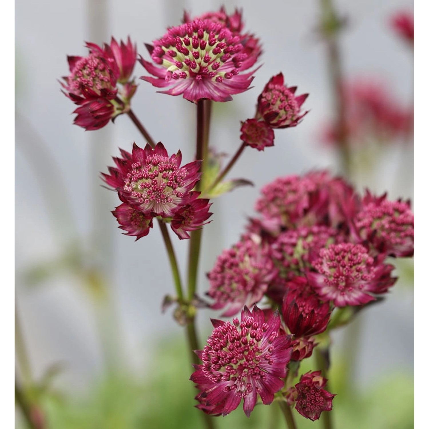 Sterndolde Abbey Road - Astrantia major günstig online kaufen