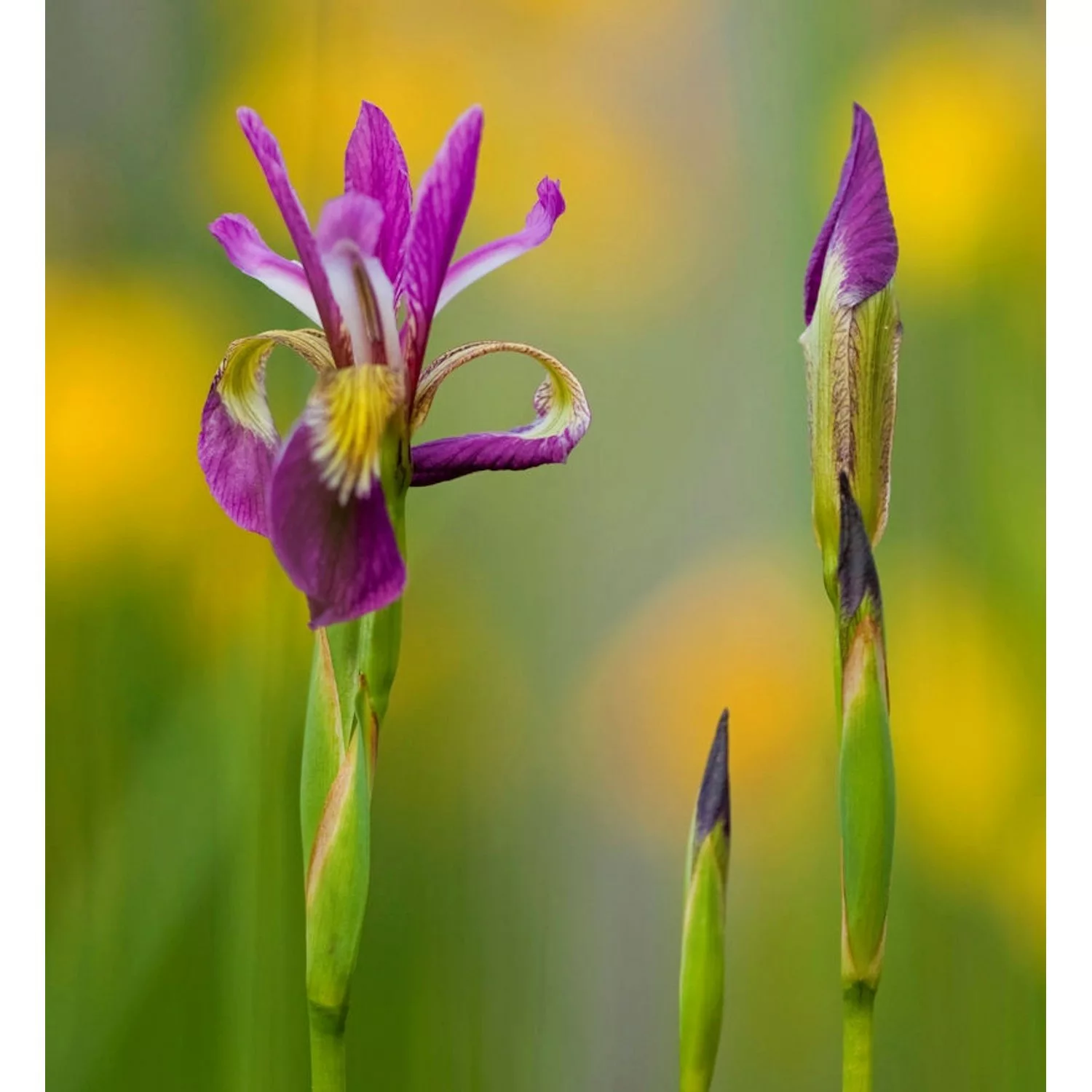 Sibirische Wieseniris Ewen - Iris sibirica günstig online kaufen