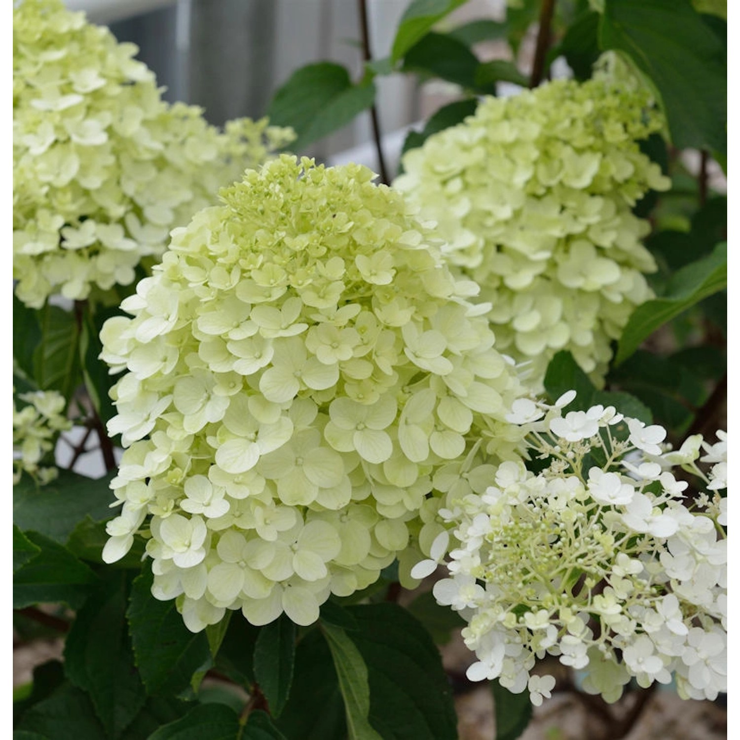 Rispenhortensie Little Spooky 60-80cm - Hydrangea paniculata günstig online kaufen