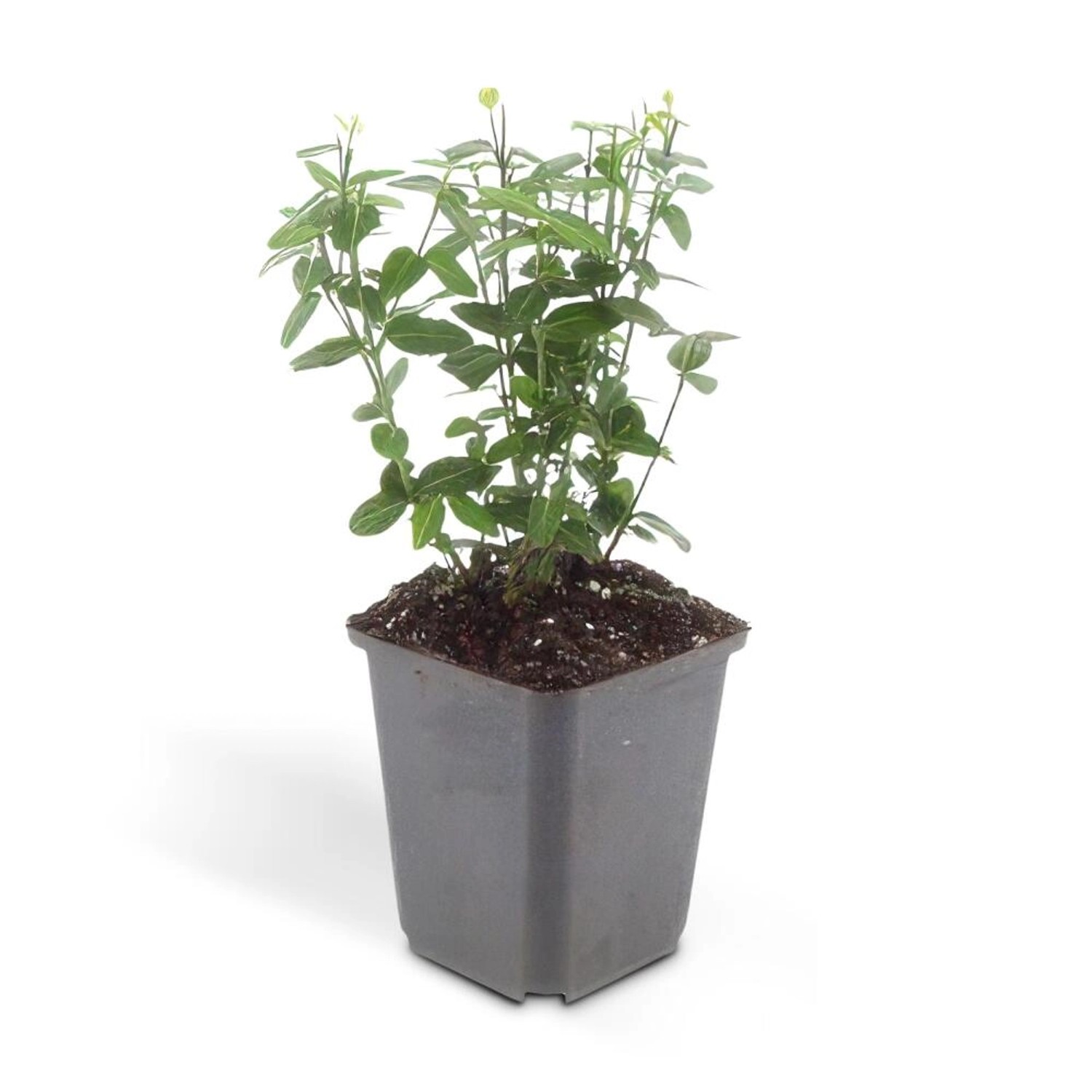 Exotenherz Bodendecker Kriechspindel Euonymus Fortunei Radicans 9cm Topf Se günstig online kaufen