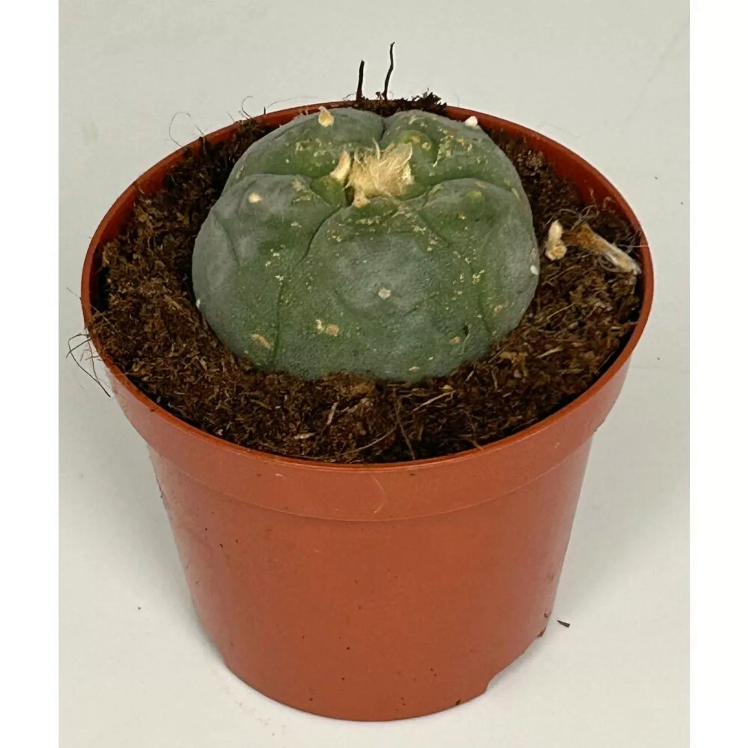 Exotenherz Lophophora Williamsii Peyote Peyotl Kaktus Blühfähig 8,5cm Topf günstig online kaufen