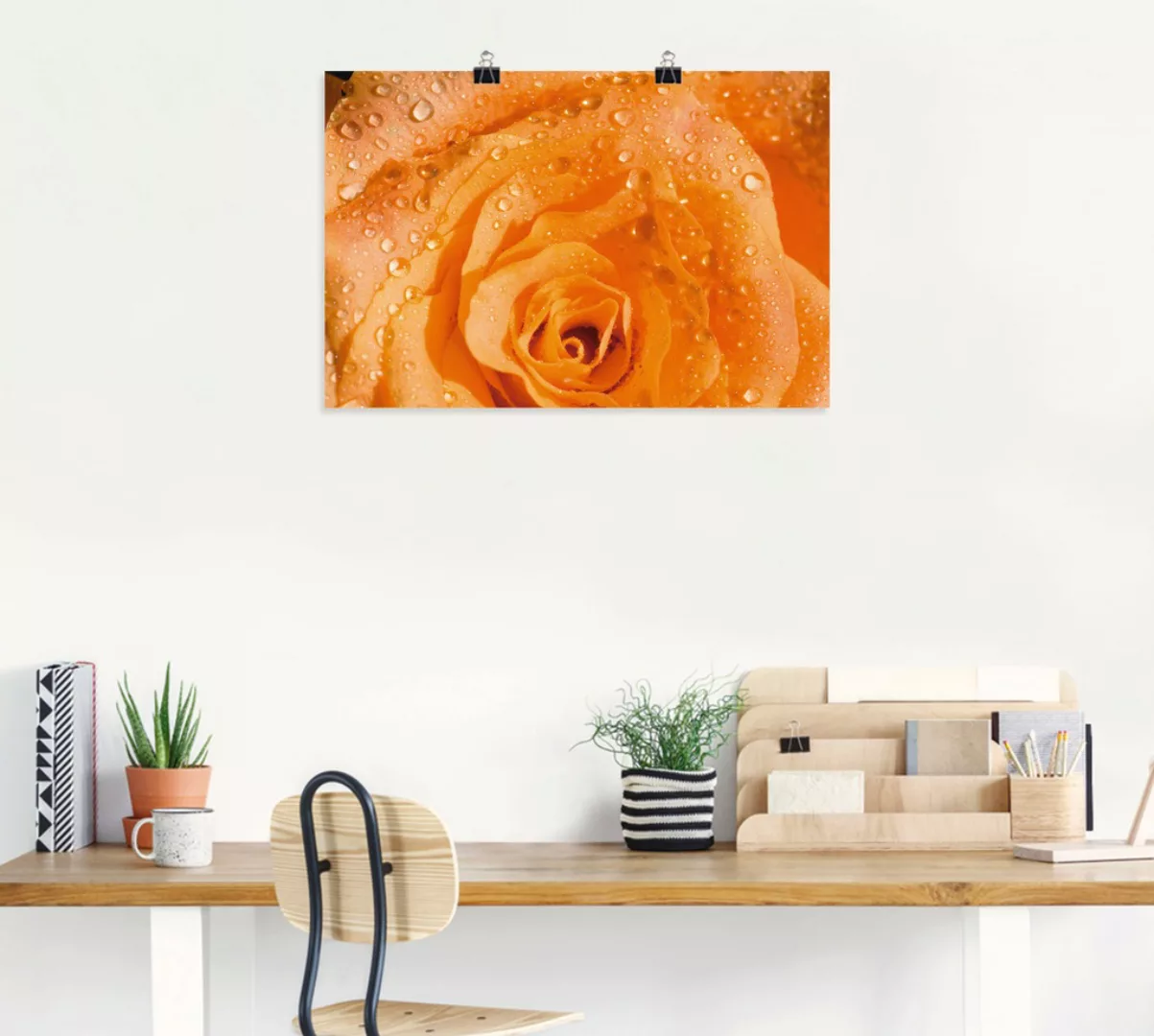Artland Poster »Rose«, Blumen, (1 St.), als Alubild, Leinwandbild, Wandaufk günstig online kaufen