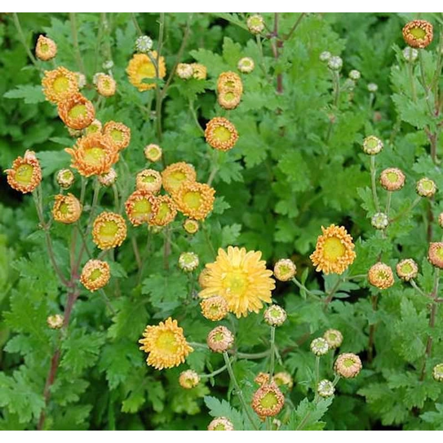 Winteraster Goldmarianne - Chrysanthemum Indicum günstig online kaufen