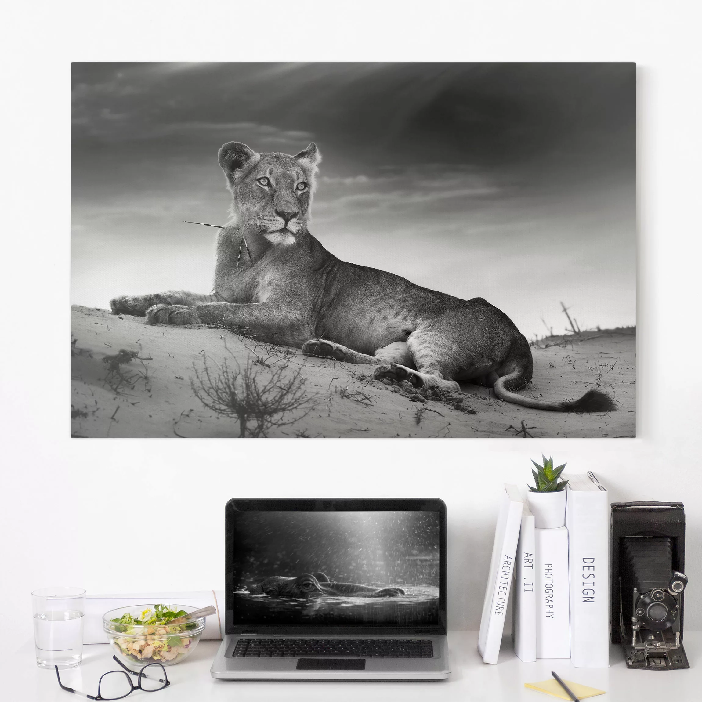 Leinwandbild Tiere - Querformat Resting Lion günstig online kaufen