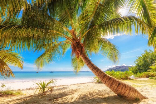 Papermoon Fototapete »Palme am Strand« günstig online kaufen