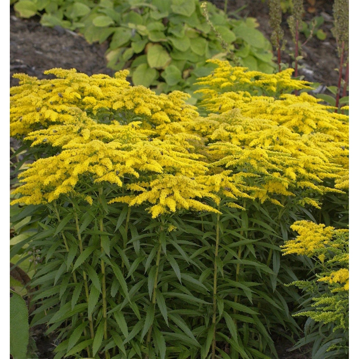 Goldrute Strahlenkrone - Solidago günstig online kaufen