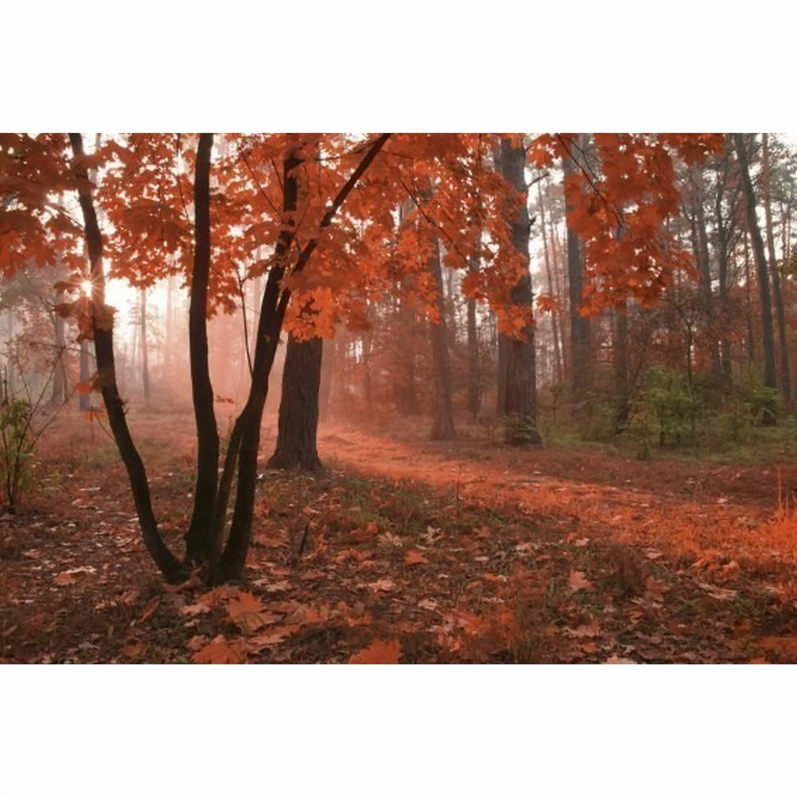 Fototapete MISTY FOREST  | MS-5-0095 | Rot | Digitaldruck auf Vliesträger günstig online kaufen