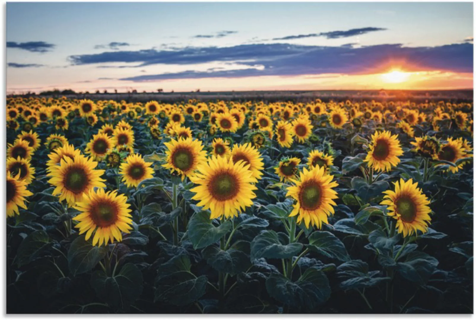 Artland Alu-Dibond-Druck »Sonnenblumenfeld, Sonne im Hintergrund«, Blumenwi günstig online kaufen