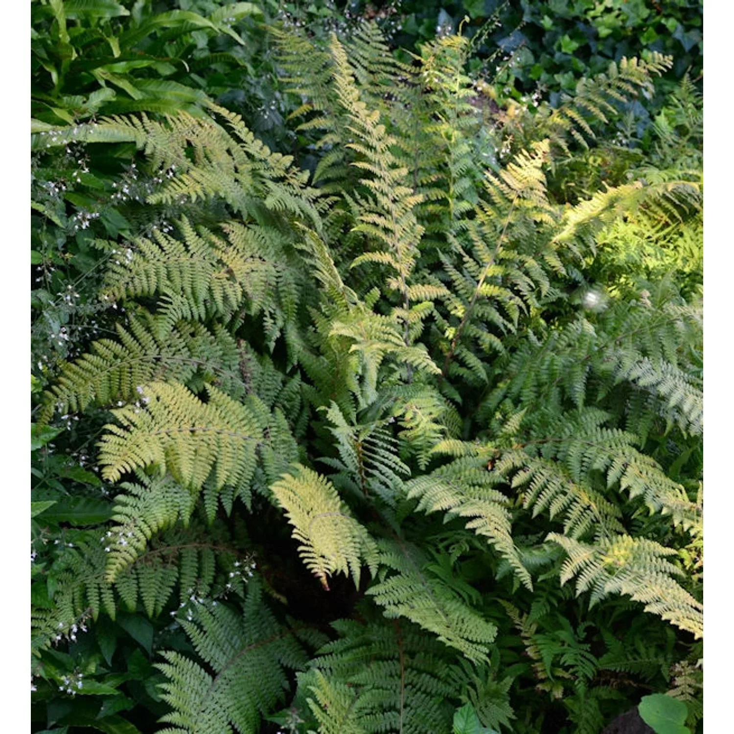 Brauns Schildfarn - Polystichum braunii günstig online kaufen