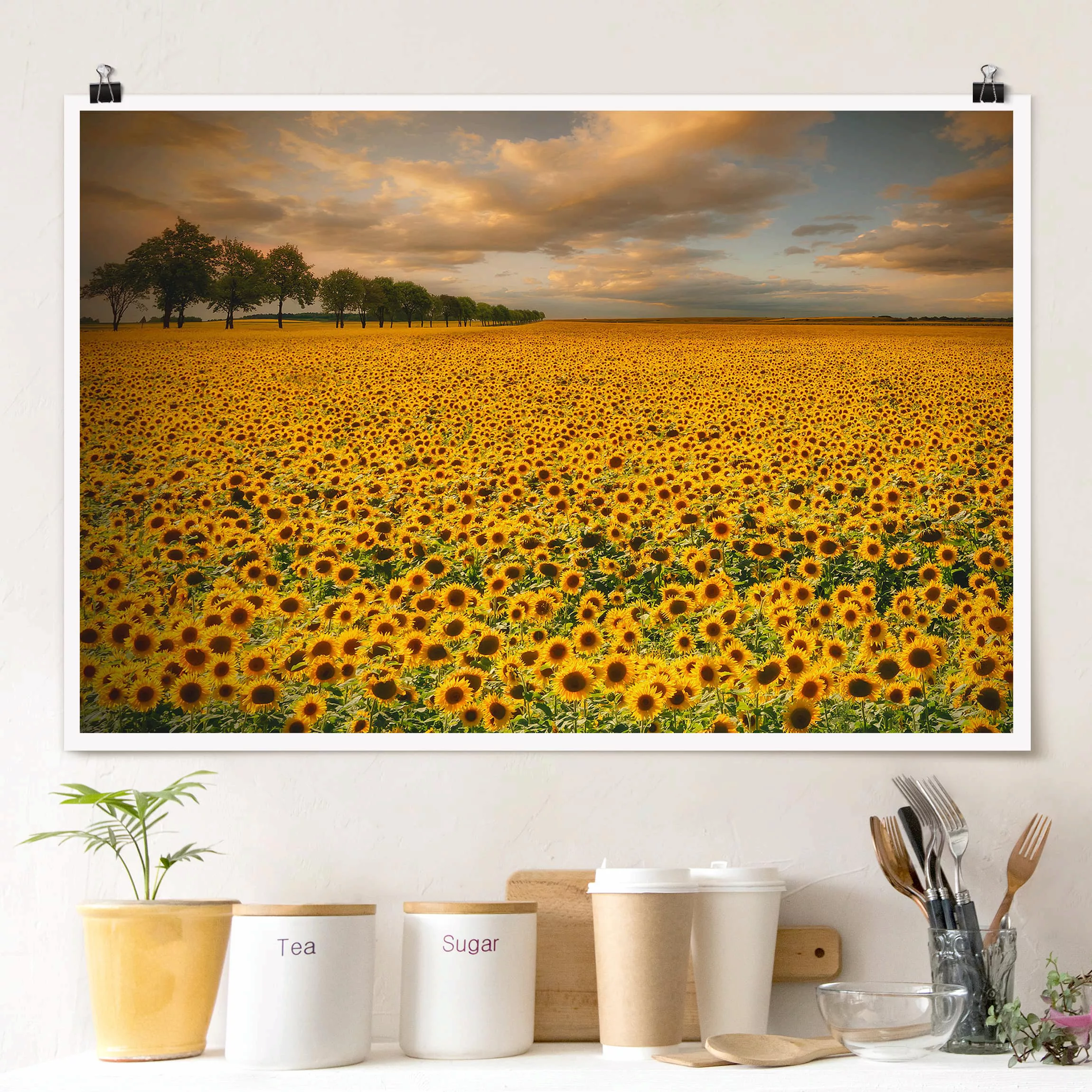 Poster - Querformat Feld mit Sonnenblumen günstig online kaufen