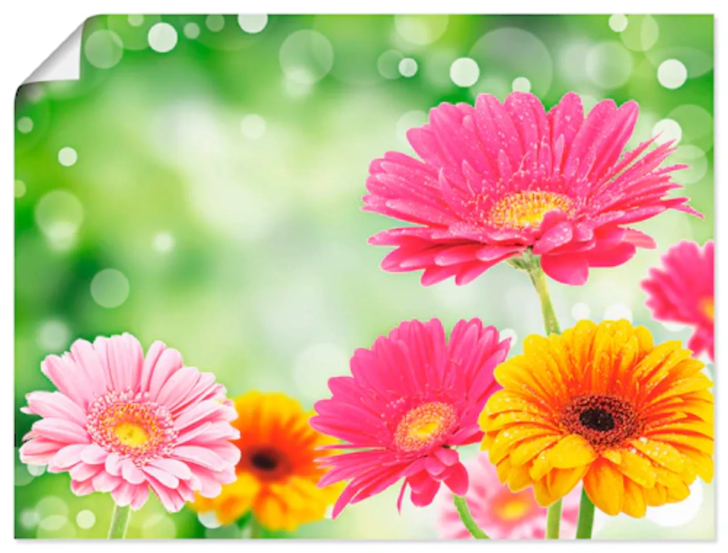 Artland Wandbild »Natürliche Romantik - Gerberas«, Blumen, (1 St.), als Lei günstig online kaufen