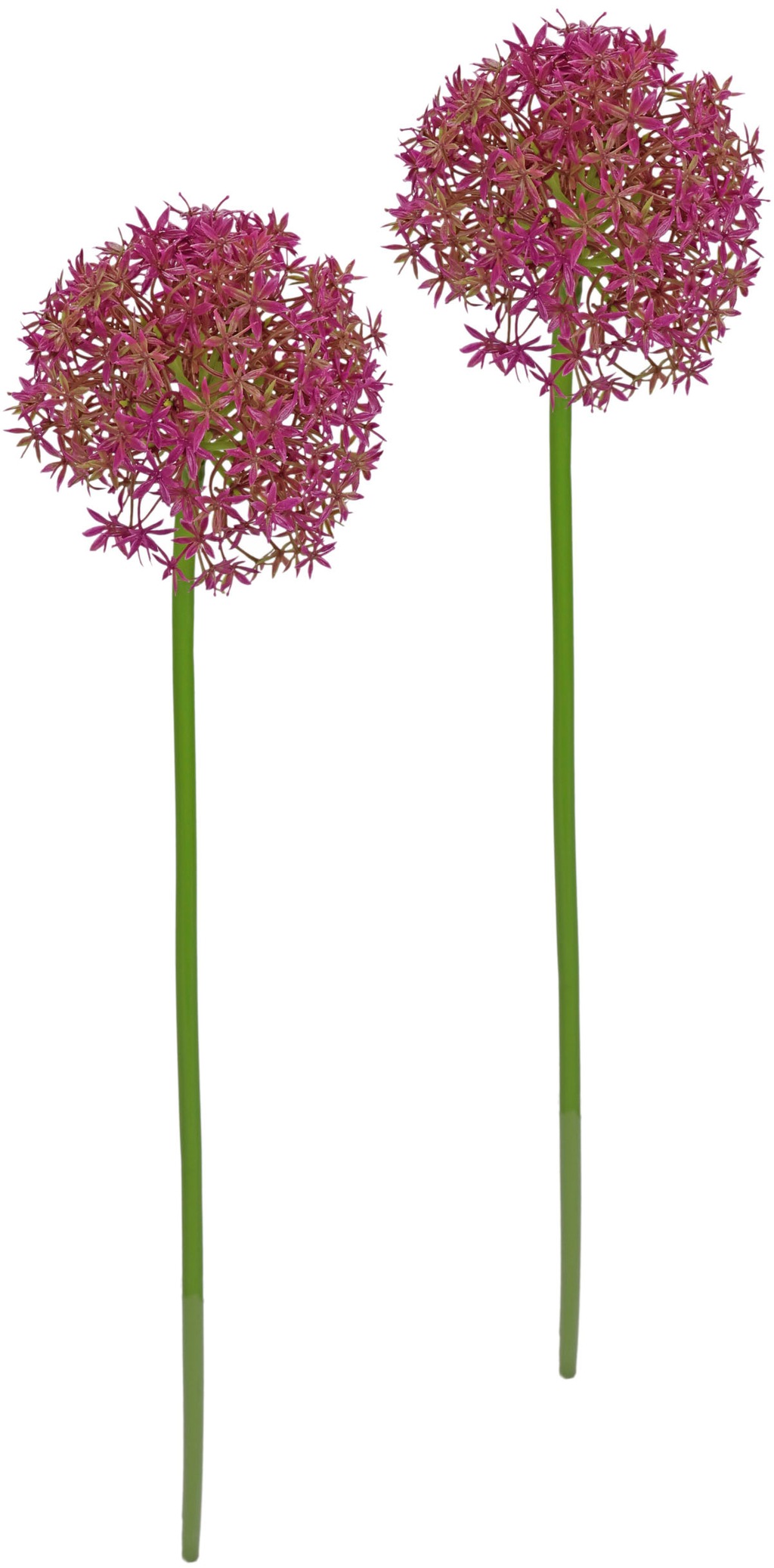 I.GE.A. Kunstblume "Allium Zierlauch", Stielblume künstliche Blumen, 2er Se günstig online kaufen