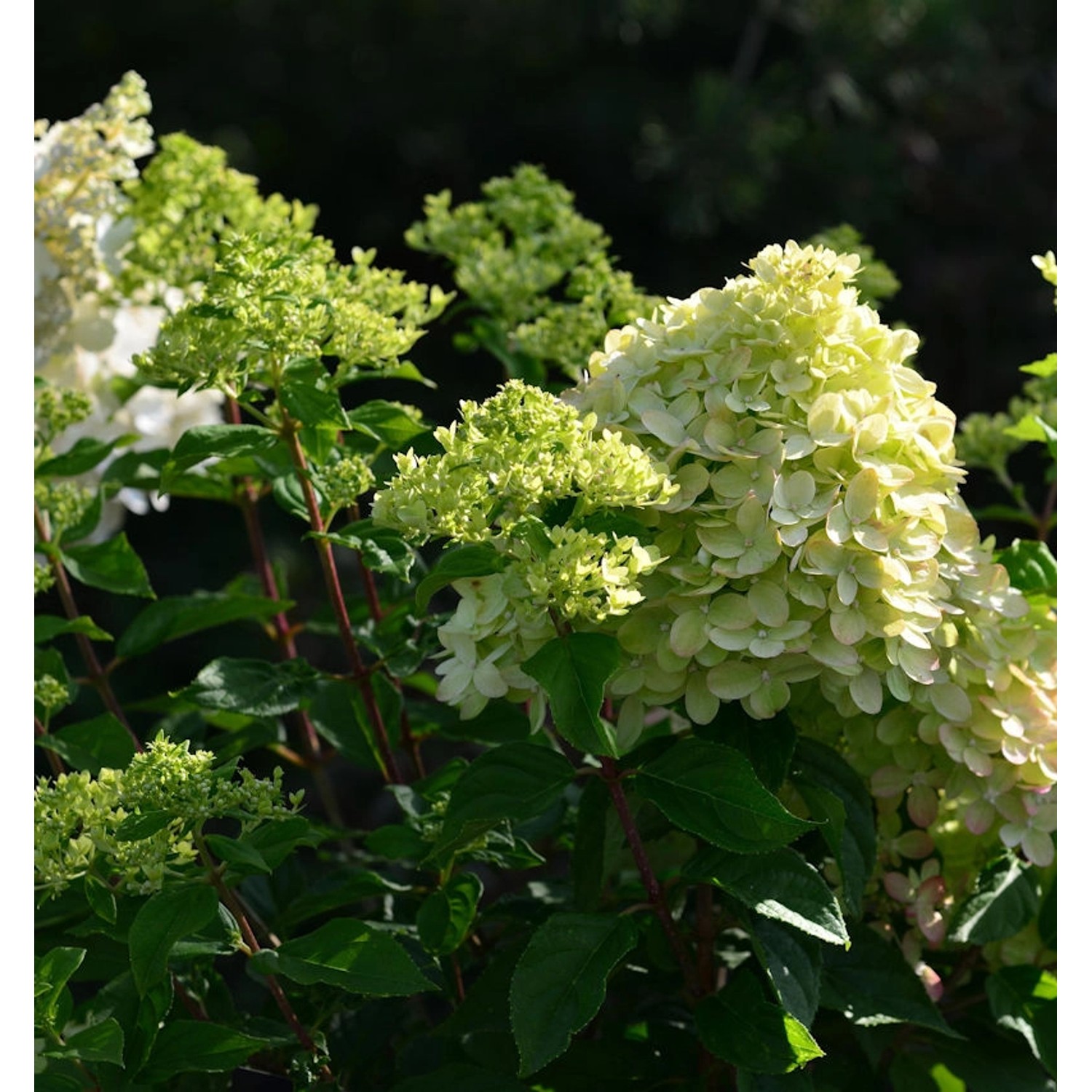 Rispenhortensie Little Lime 80-100cm - Hydrangea paniculata günstig online kaufen