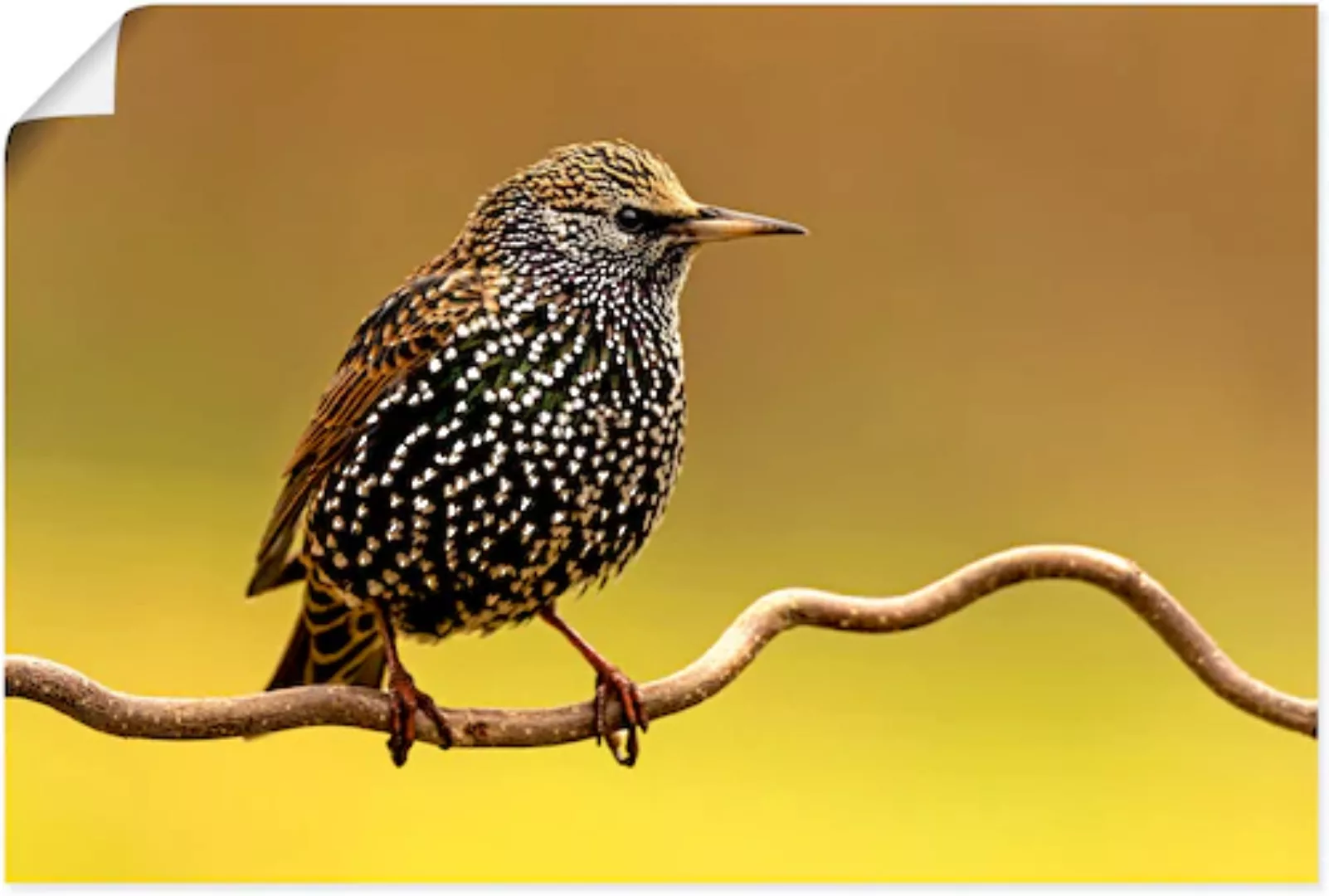 Artland Wandbild »Star«, Vogelbilder, (1 St.), als Leinwandbild, Poster in günstig online kaufen