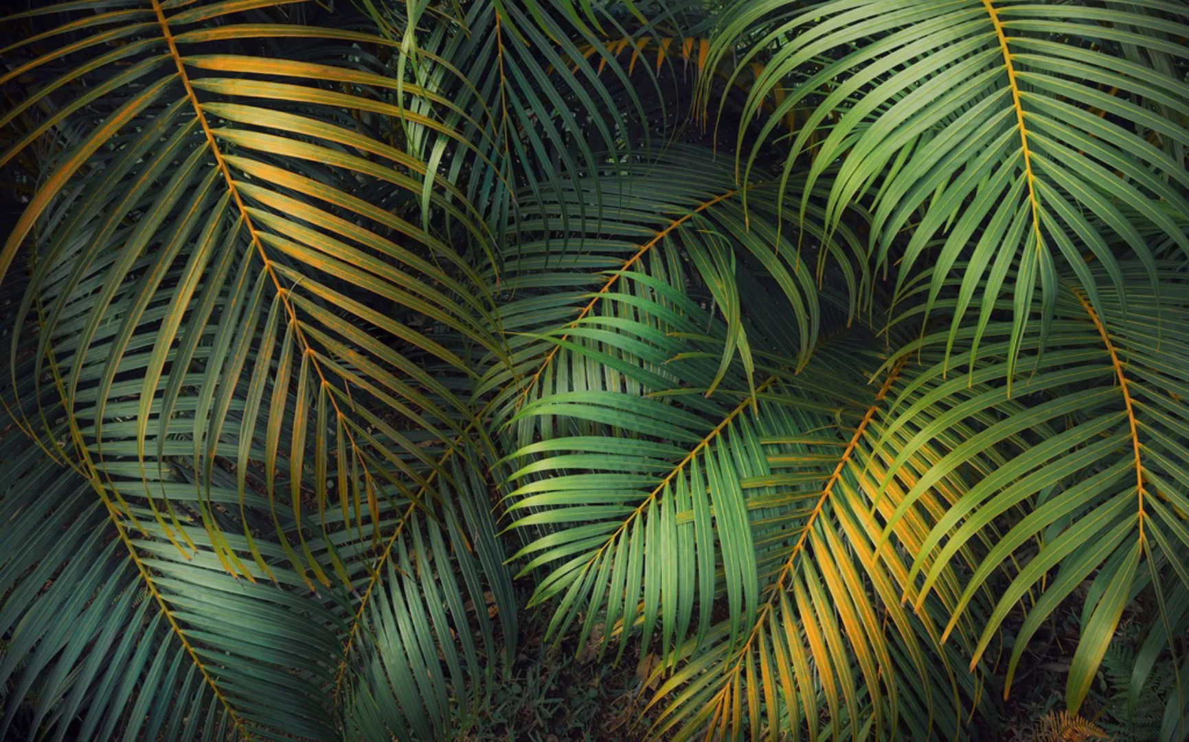 Komar Fototapete »Digitaldruck Vlies - Amazon Fern - Größe 400 x 250 cm«, b günstig online kaufen