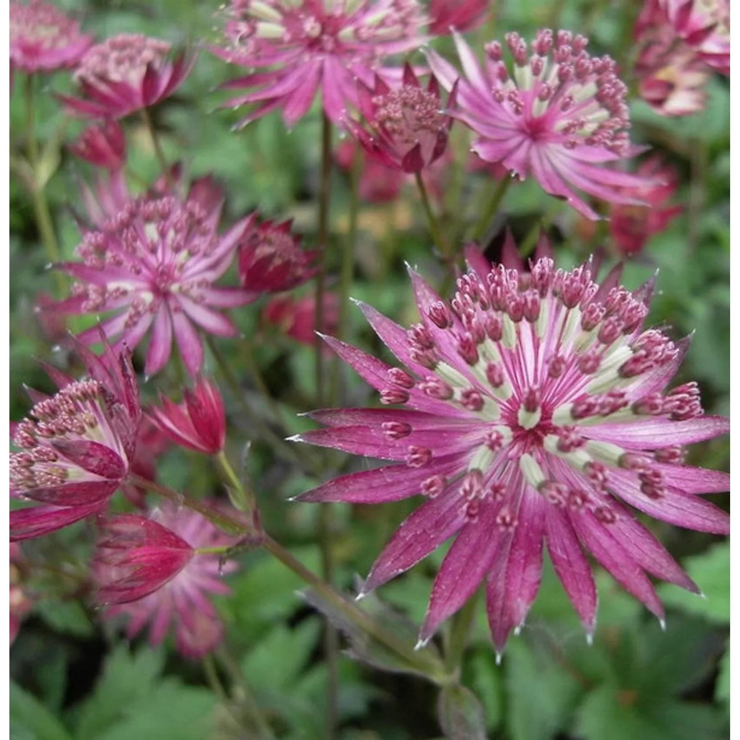 Sterndolde Venice - Astrantia major günstig online kaufen