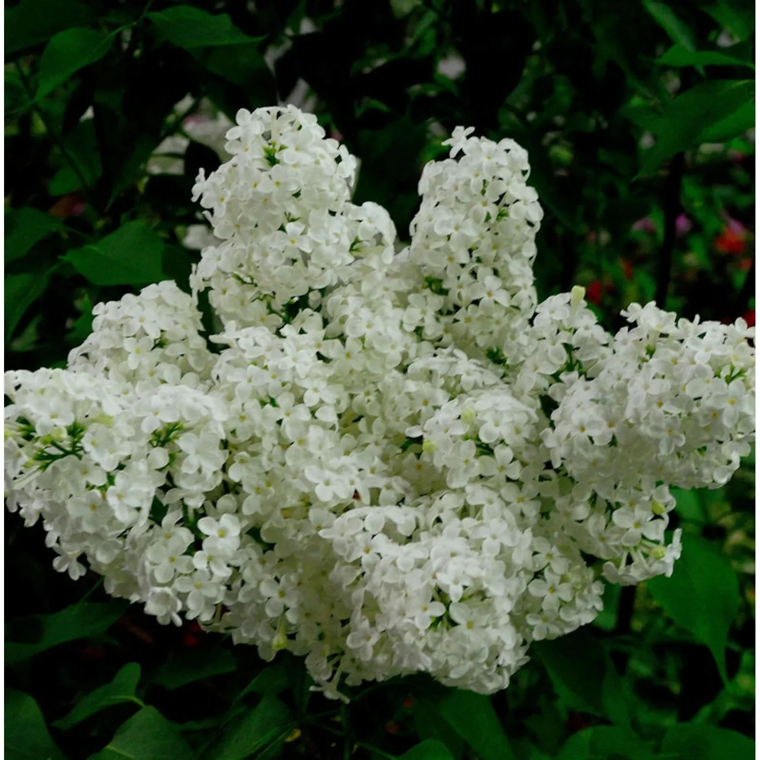 Edelflieder Schneekönigin - Kircher-Collection 40-60cm - Syringa vulgaris günstig online kaufen