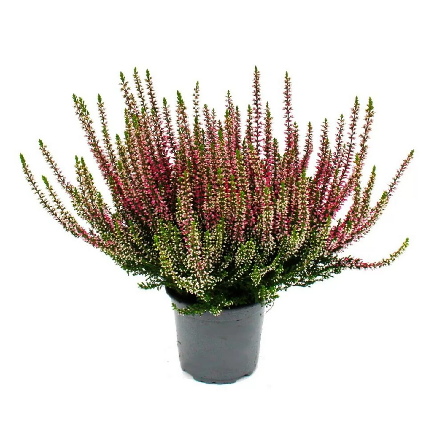 Exotenherz Calluna Vulgaris Set mit 6 Pflanzen Besenheide Heidepflanze Wint günstig online kaufen